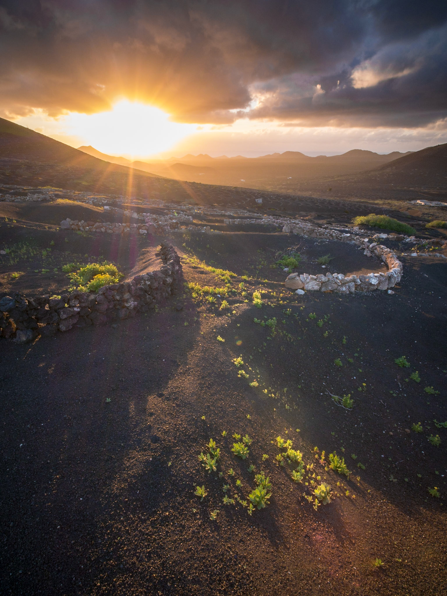 Letzte Sonnenstrahlen über dem Weinberg