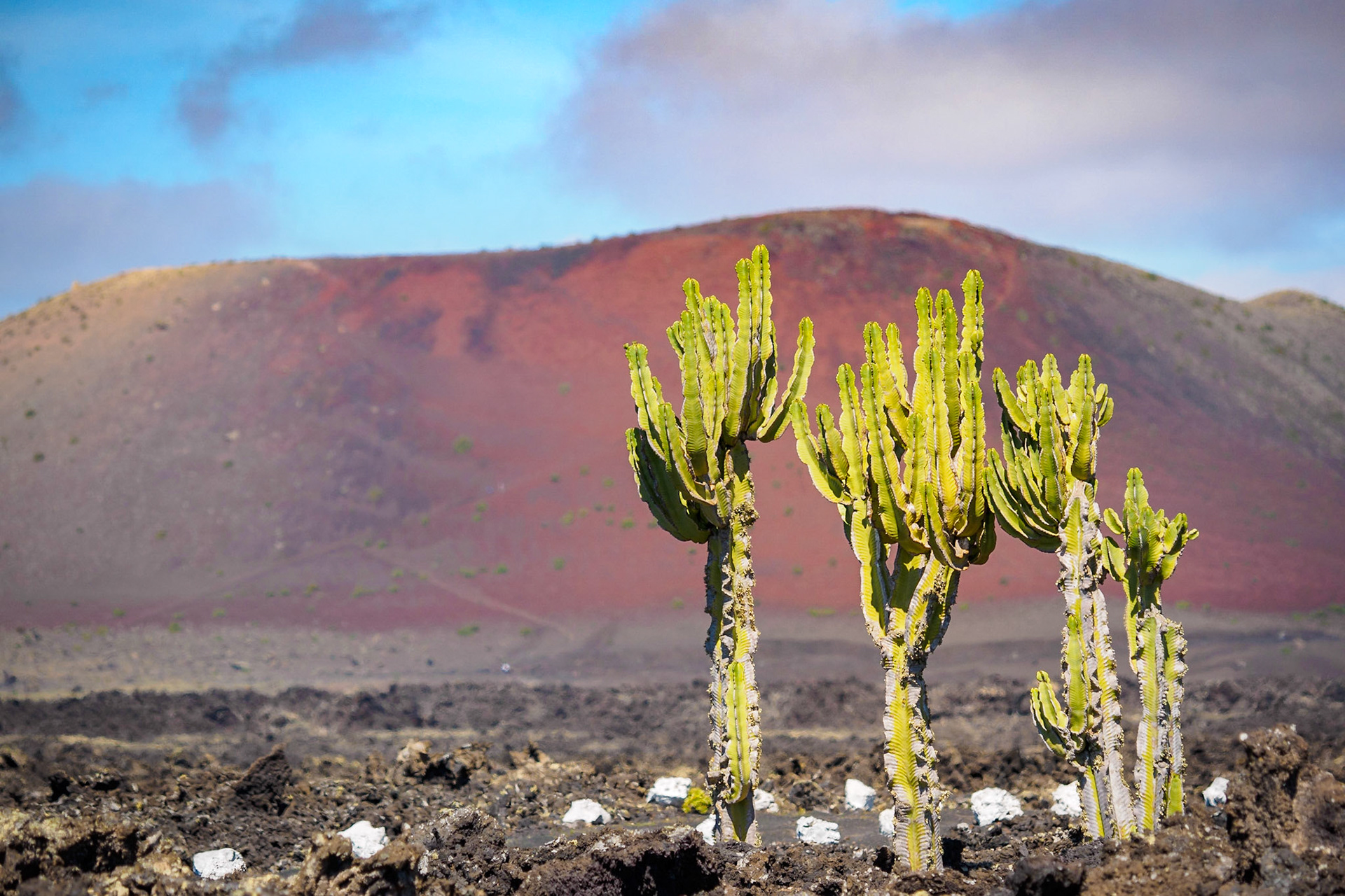 Kakteen nahe Masdache