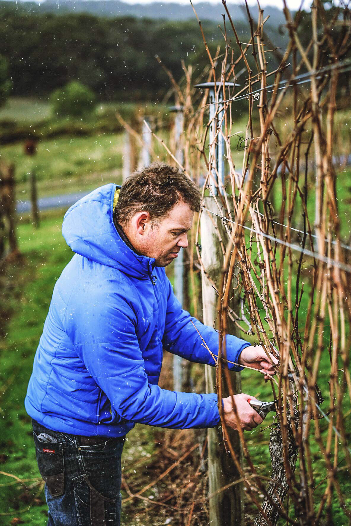Winter vineyard pruning