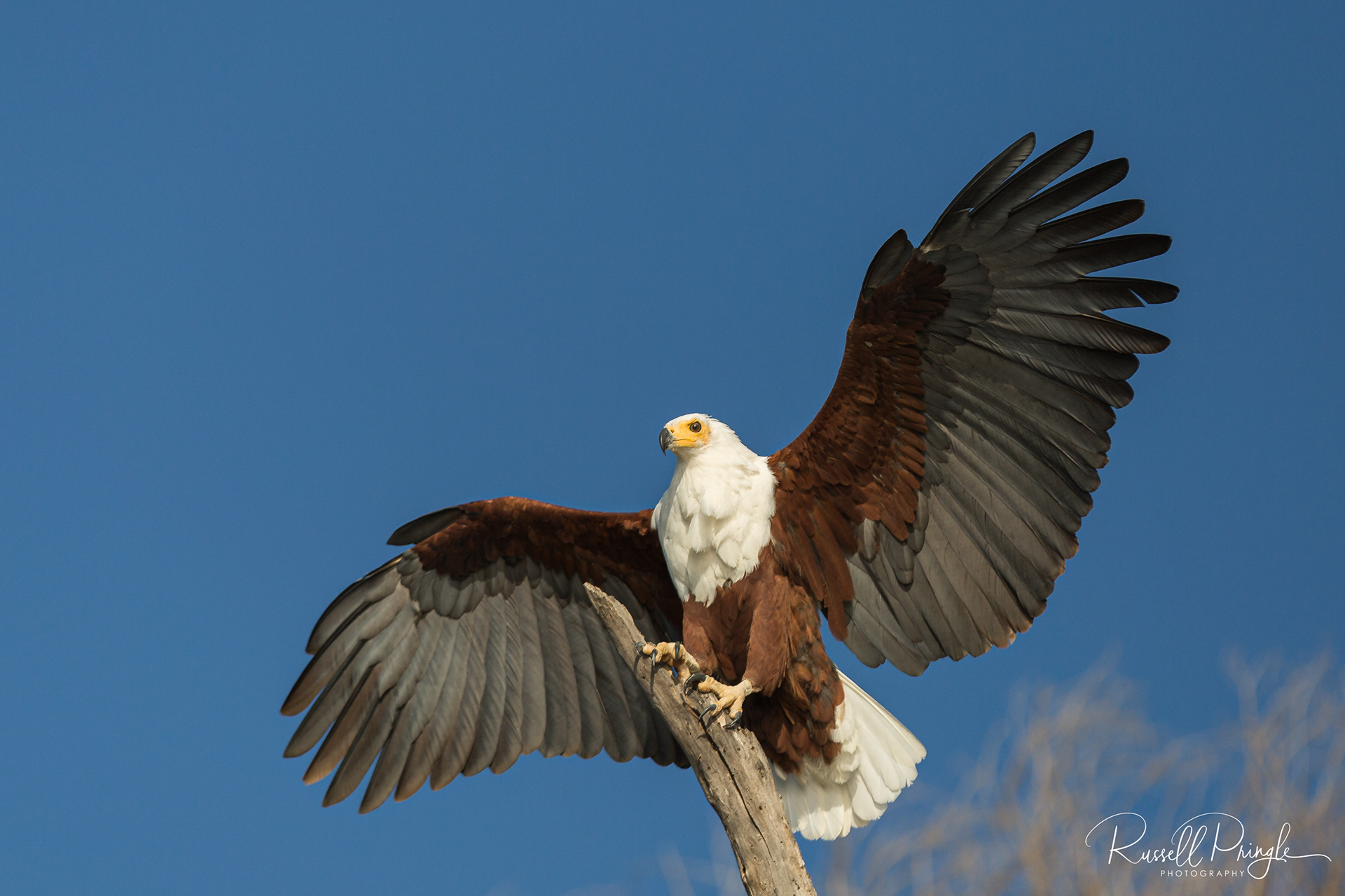 African Fish Eagle-Lake Baringo, Botswana