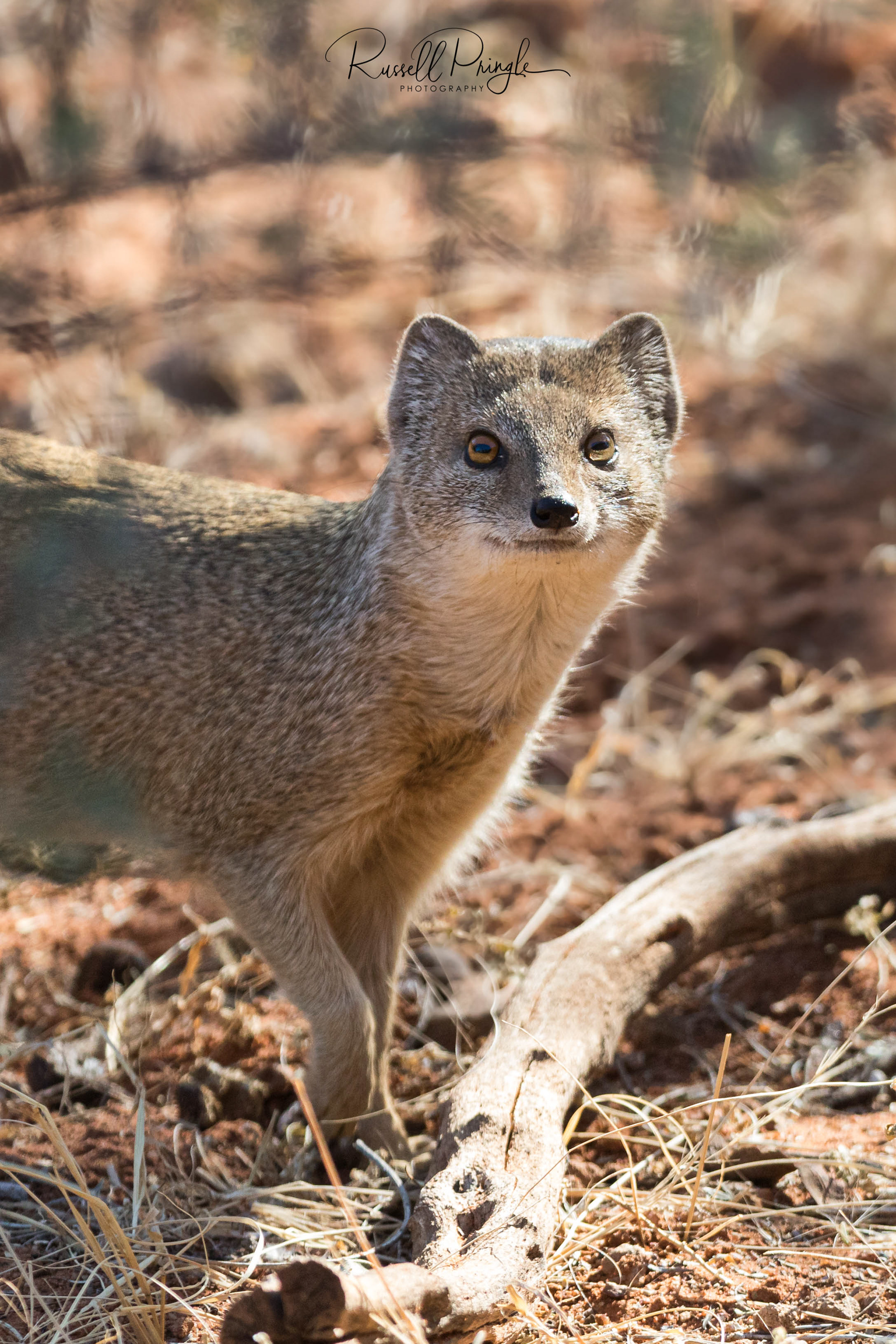 Yellow Mongoose-Tswalu Kalahari, Sth Africa