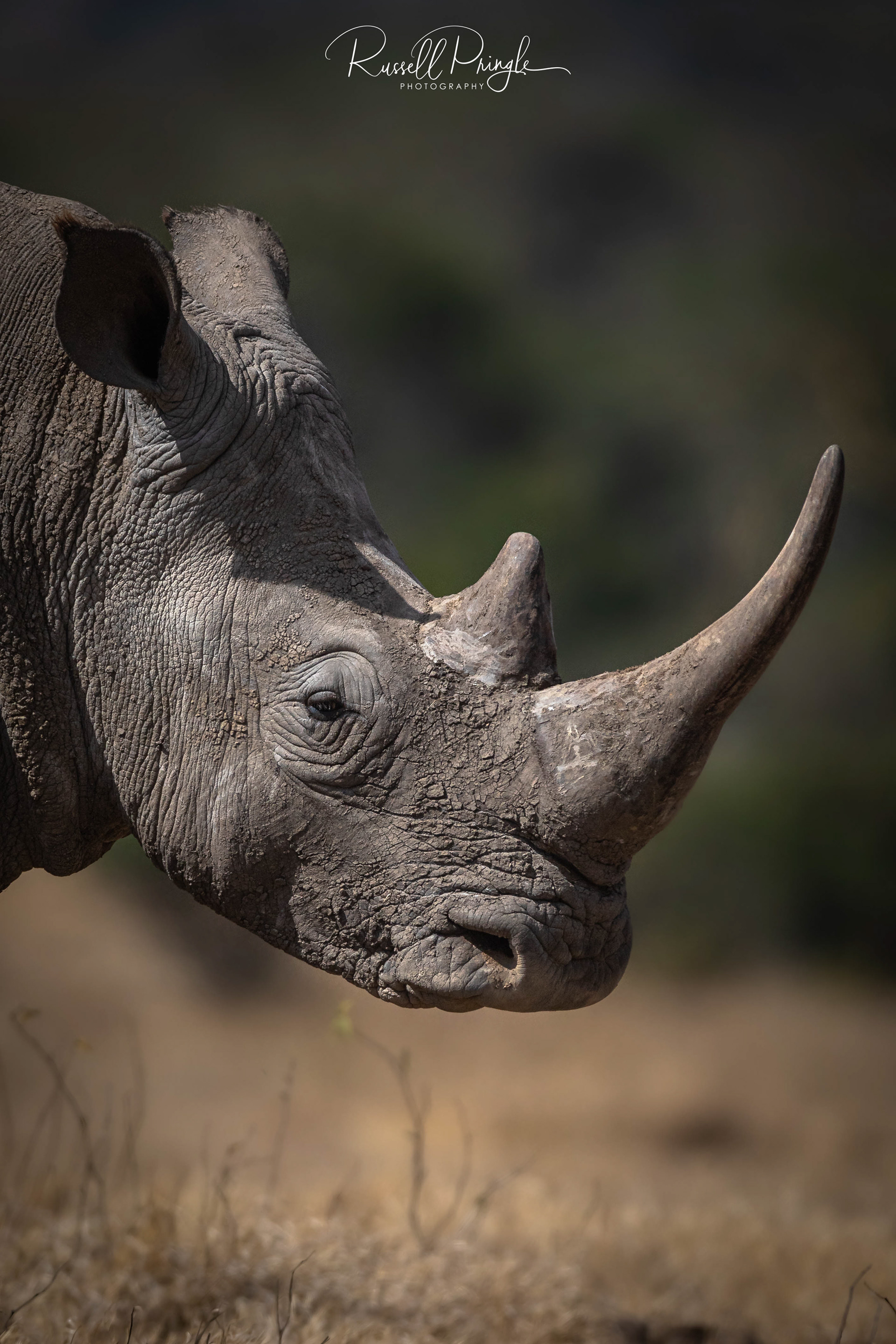 White Rhino-Nyeri, Kenya