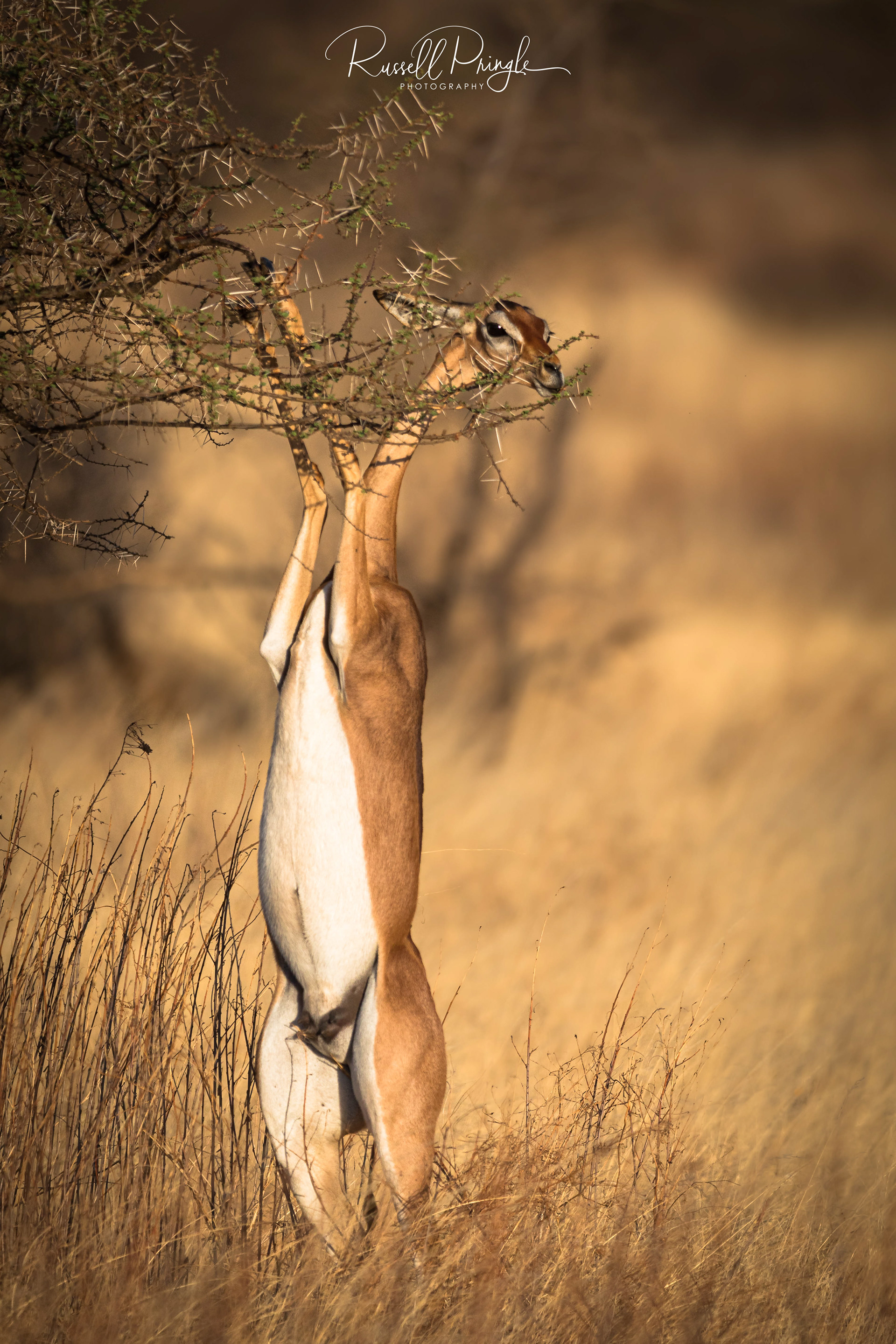 Gerenuk-Samburu NR, Kenya