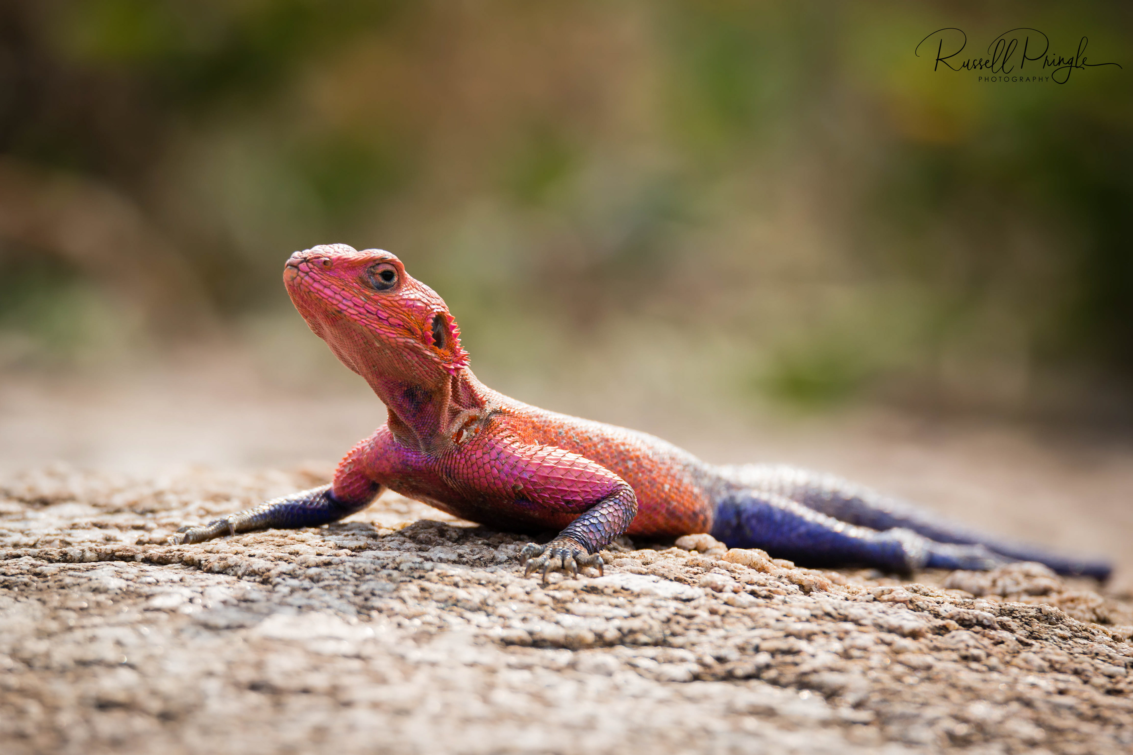 Mwanza Flat-headed Rock Agama-Serengeti NP, Tanzania