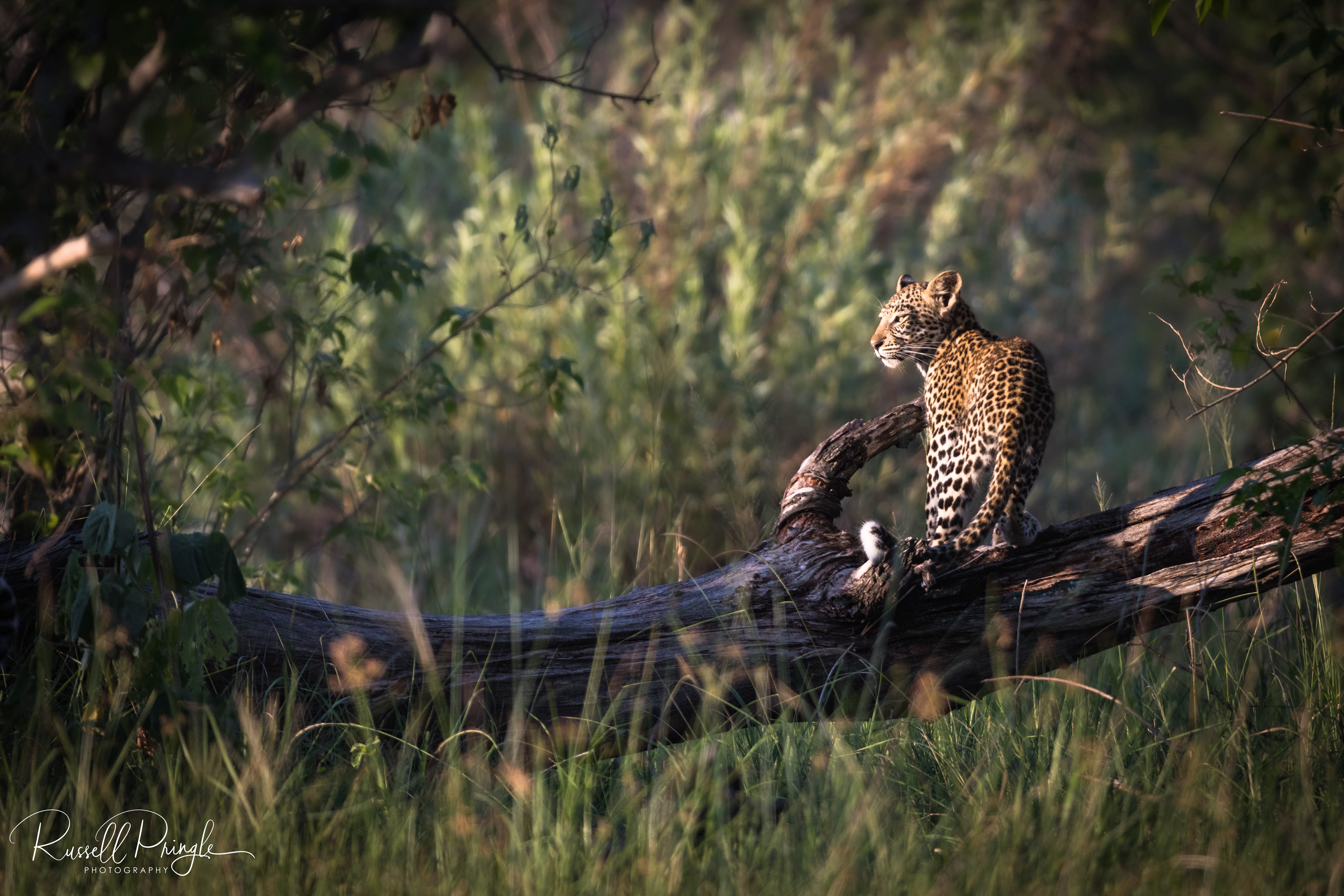 Leopard-Moremi GR, Botswana