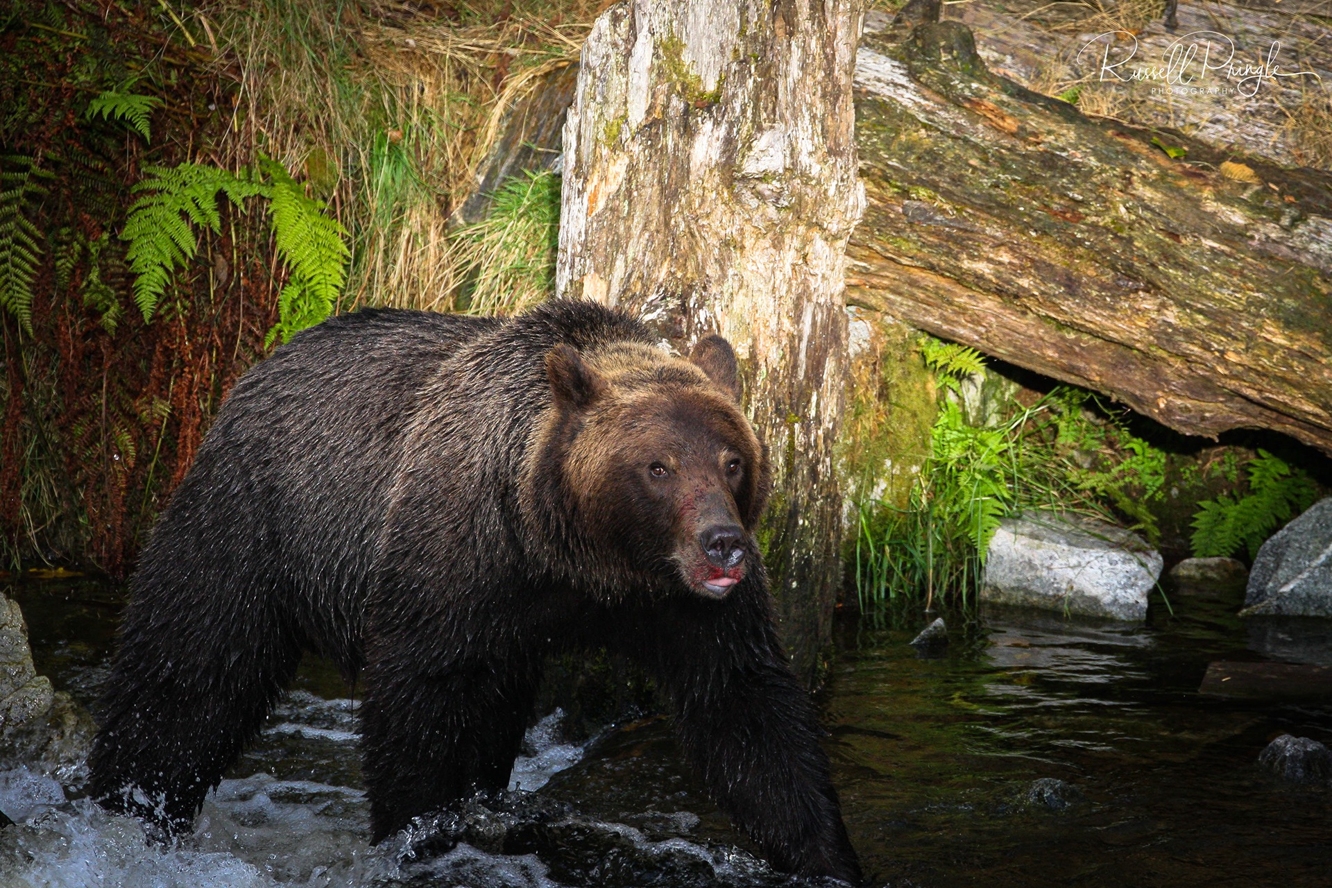 Grizzly Bear-Knight Inlet, Canada