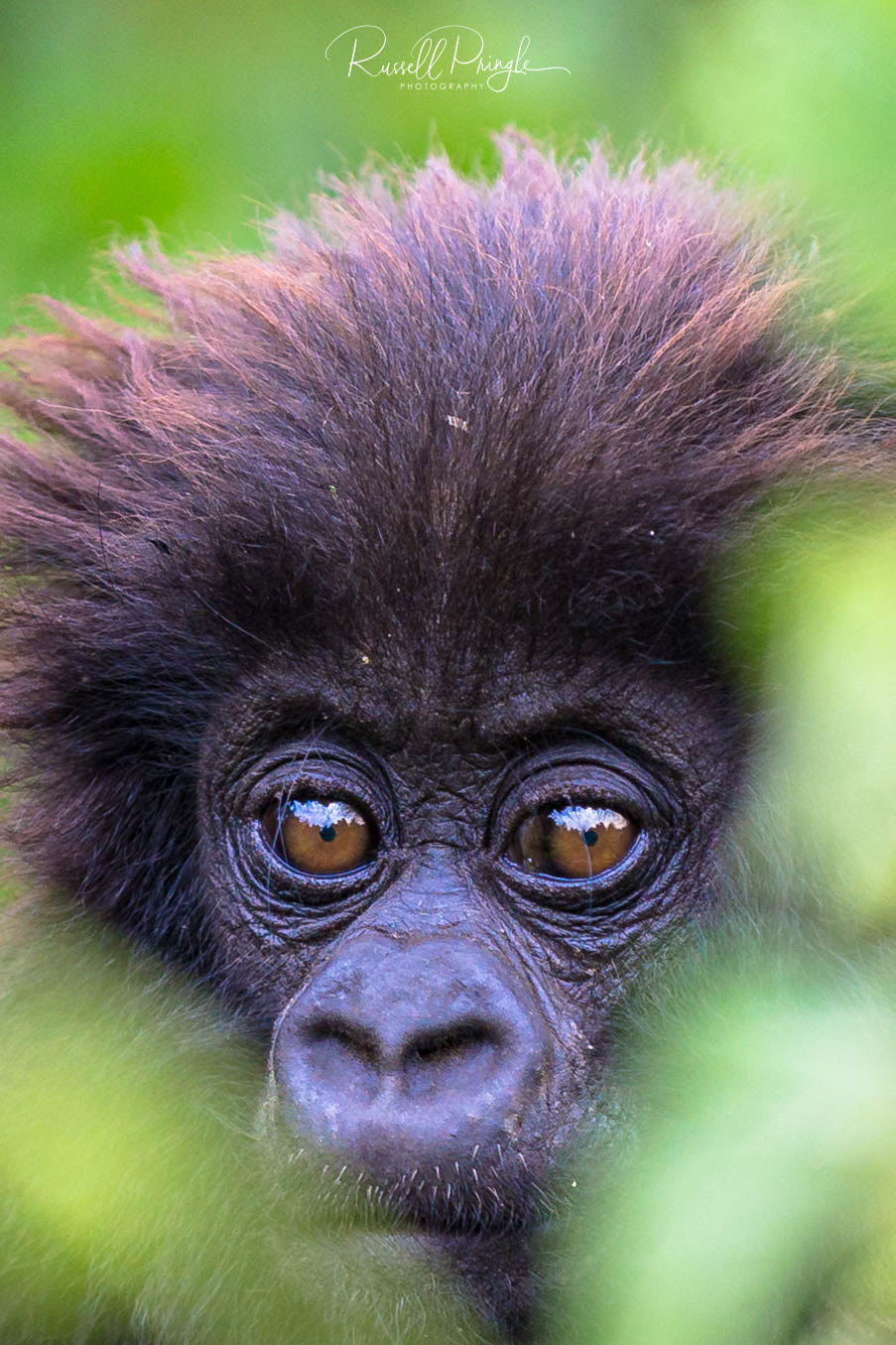 Mountain Gorilla-Volcanoes NP, Kenya
