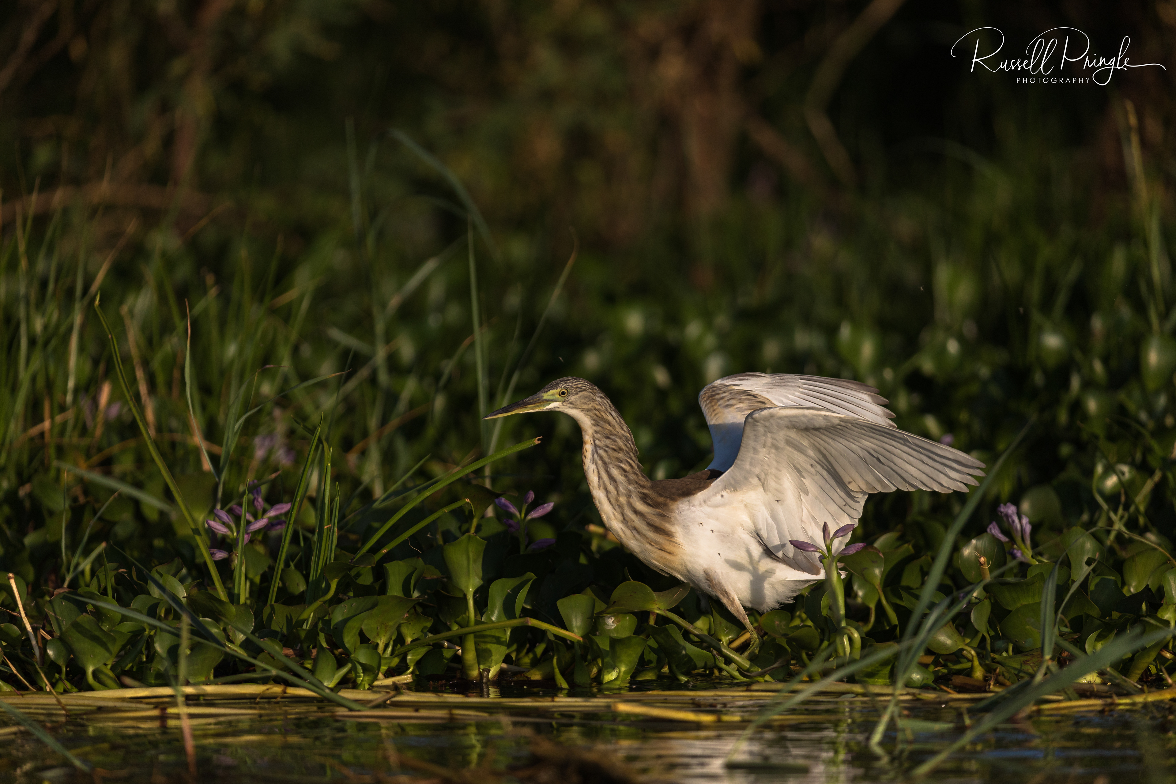 Squacco Heron-Lake Baringo, Kenya
