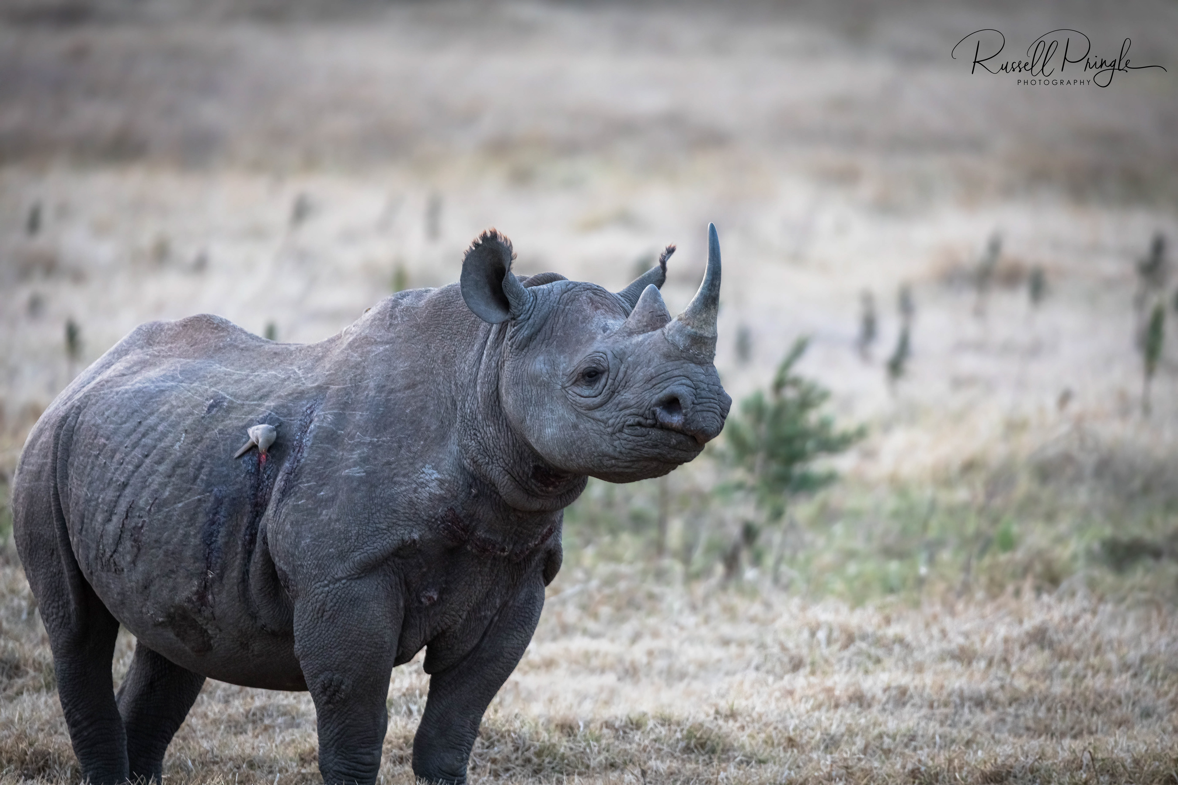 Black Rhino-Nyeri, Kenya
