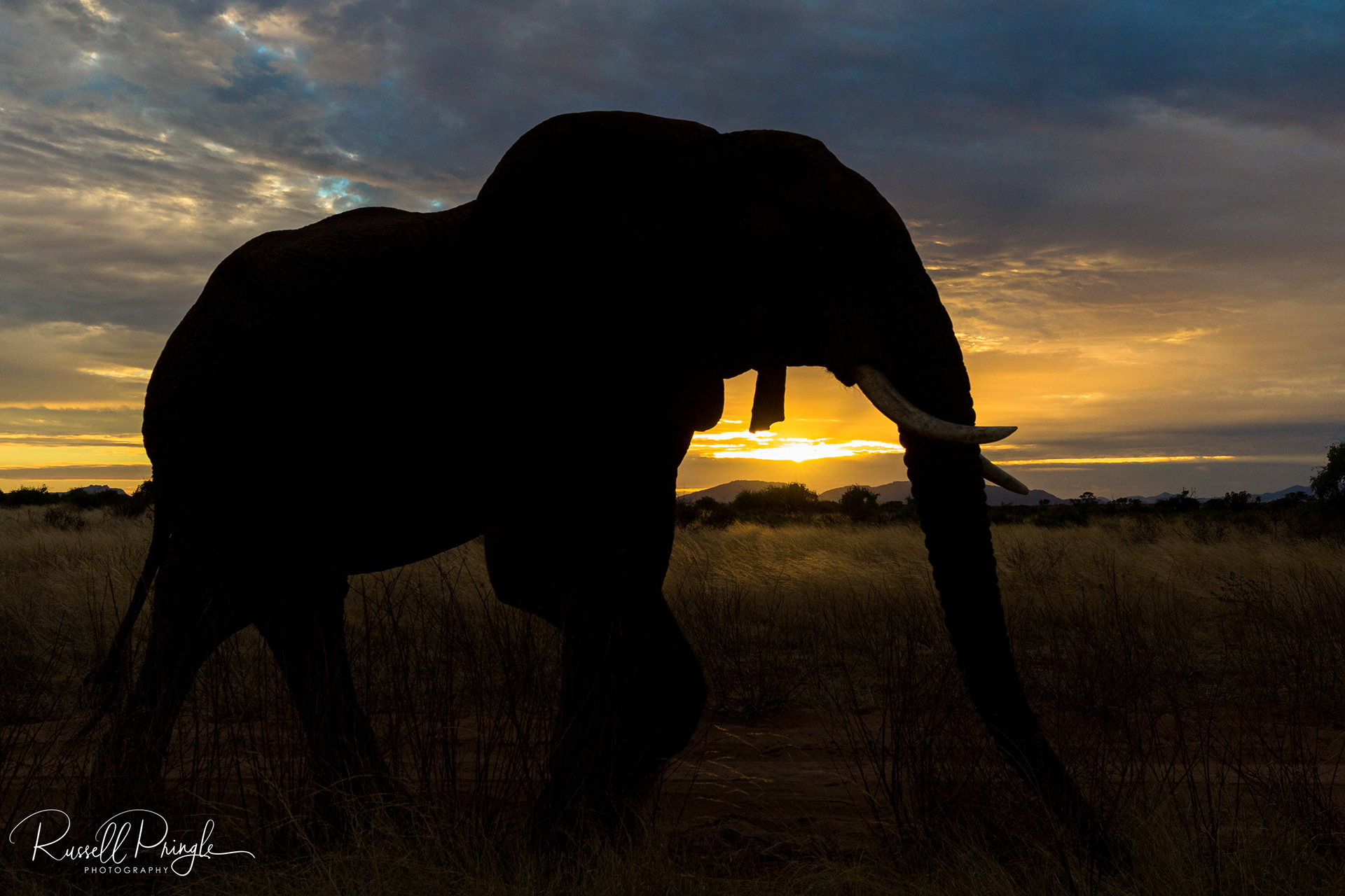 Elephant-Samburu NR, Kenya