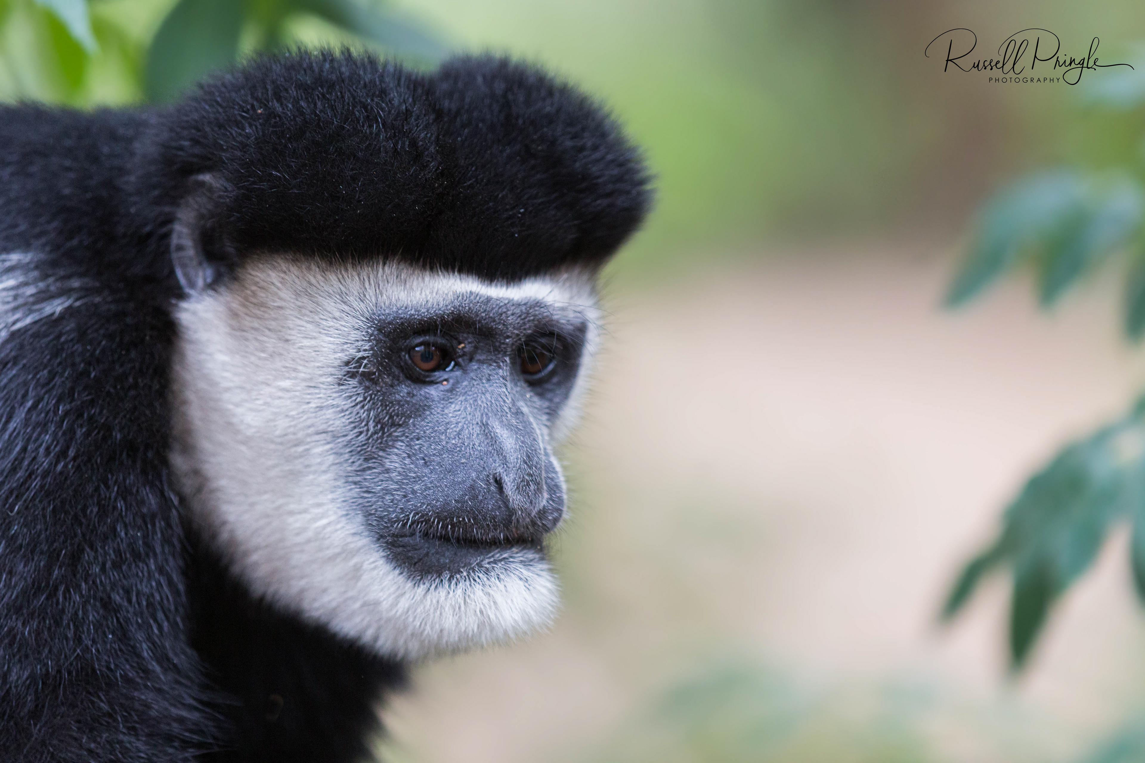 Eastern Black & White Colobus Monkey-Nanyuki, Kenya