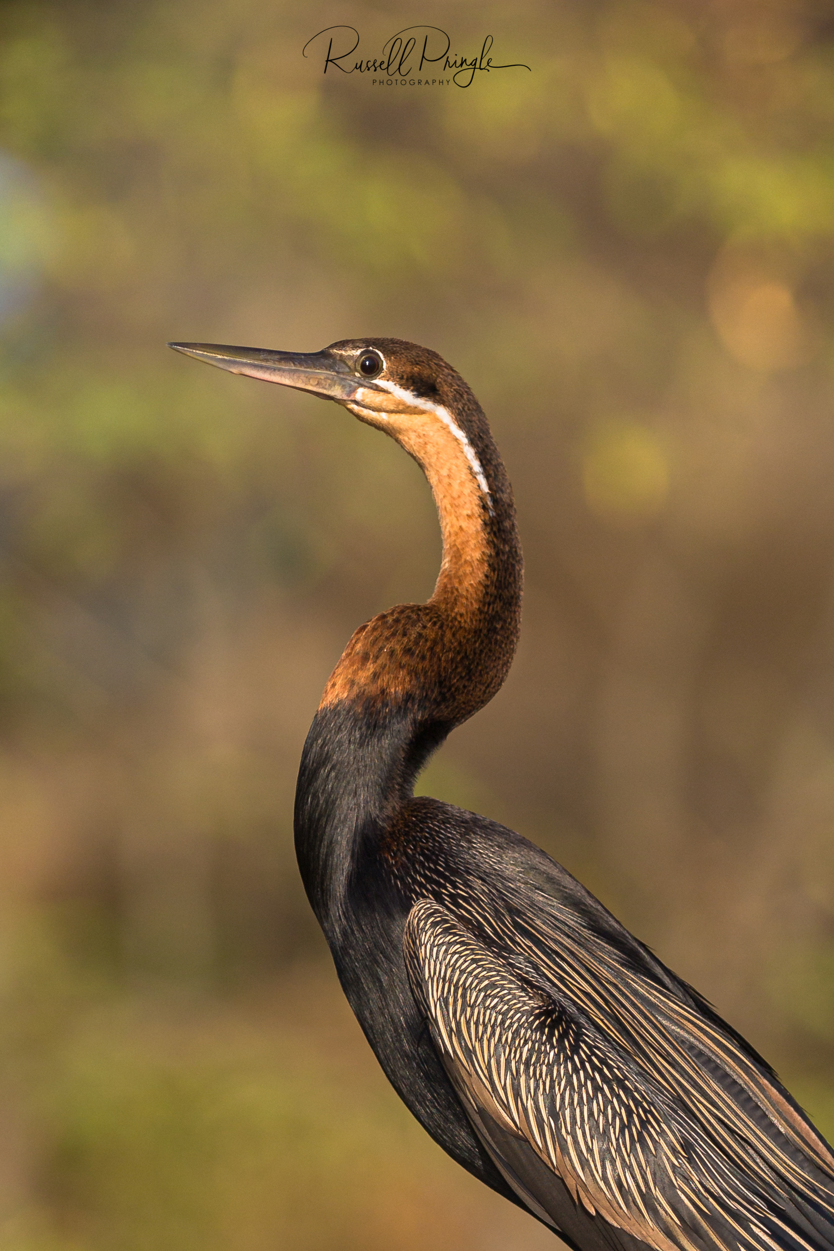 African Darter-Lake Baringo, Kenya