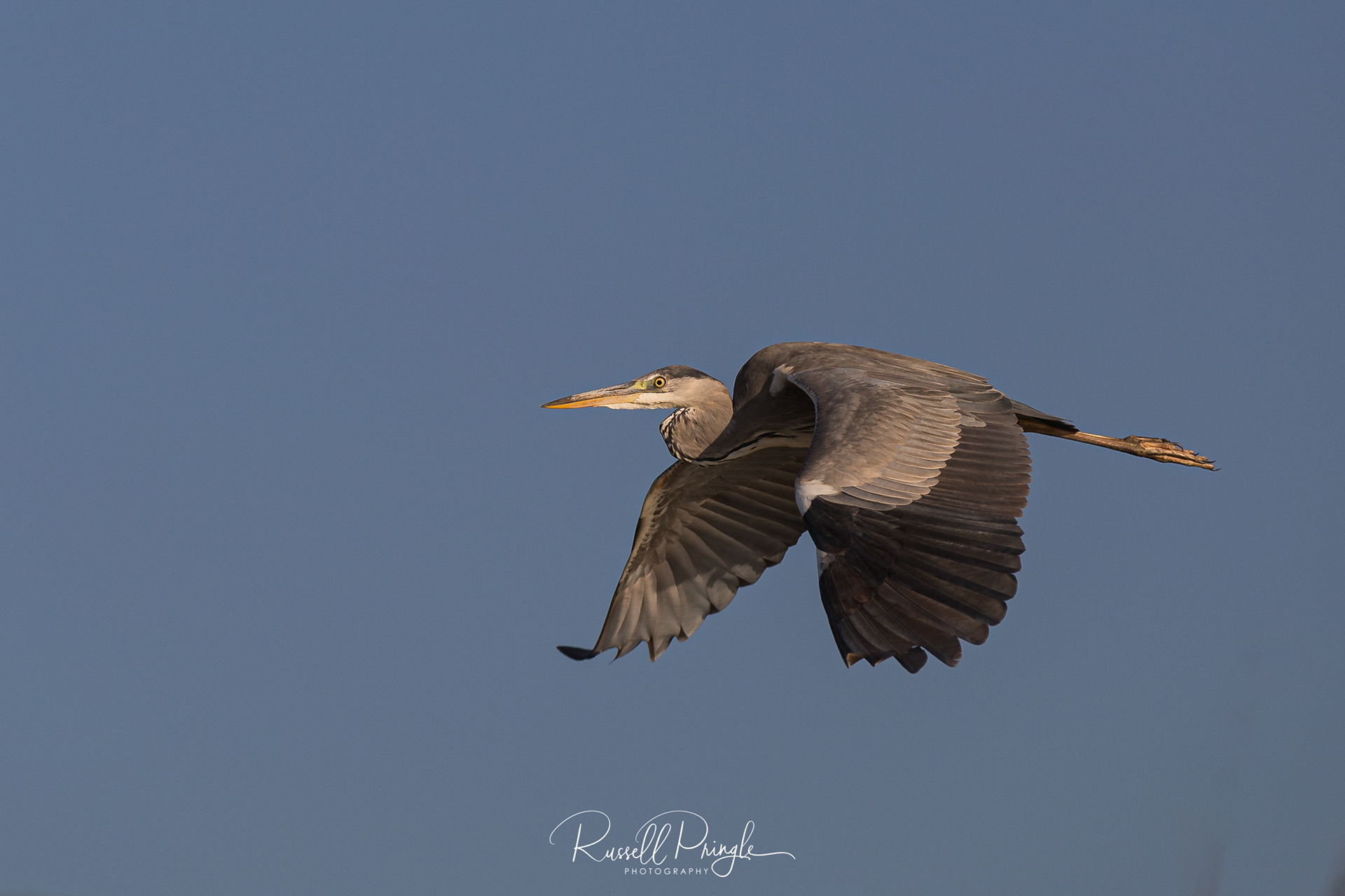 Blue Heron-Lake Baringo, Kenya