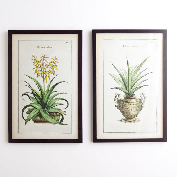 Handpainted Antique Botanical Prints - Wisteria