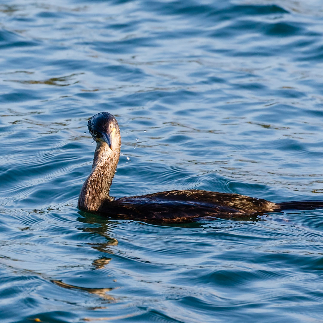 Cormorant