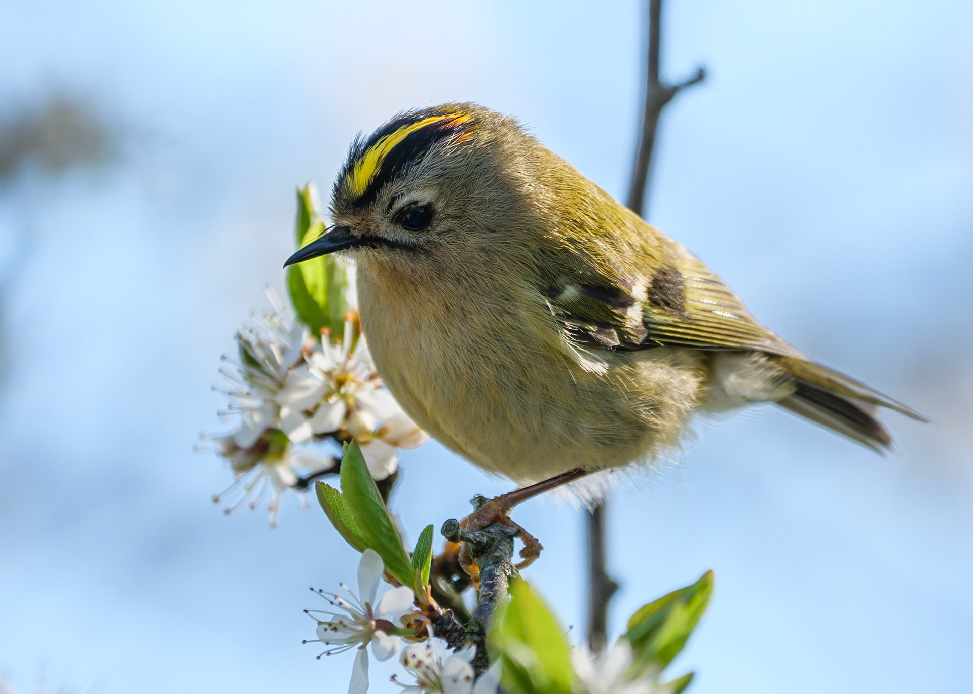 Goldcrest