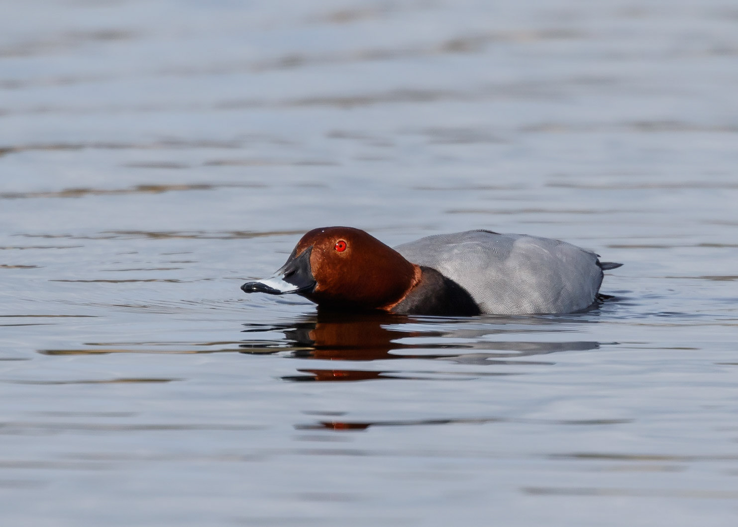 Pochard