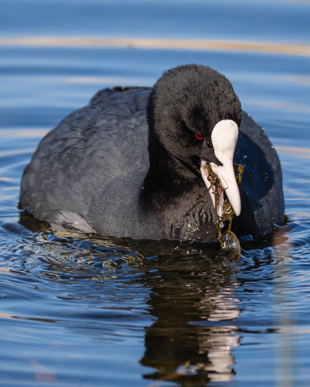 Coot