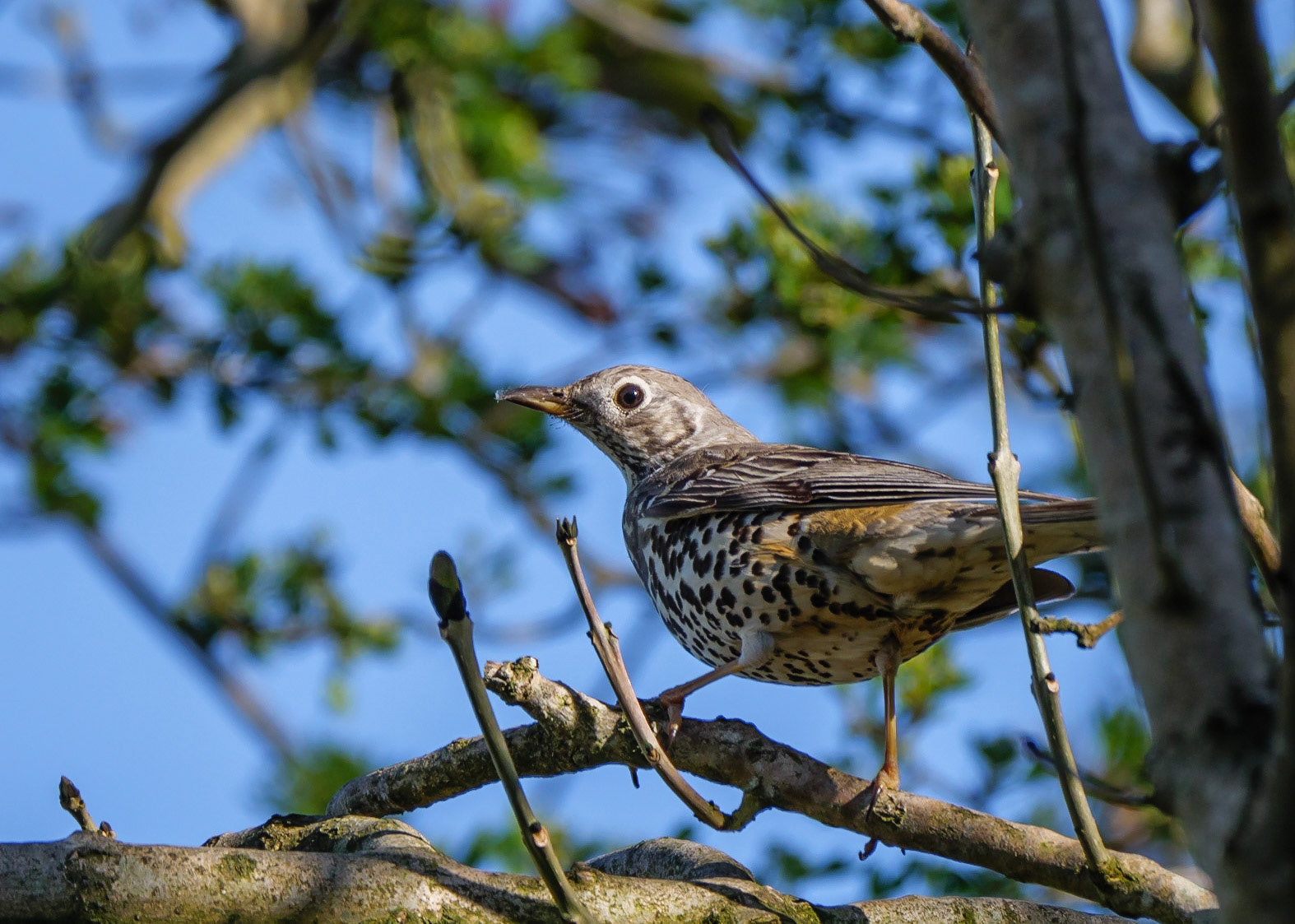 Song Thrush