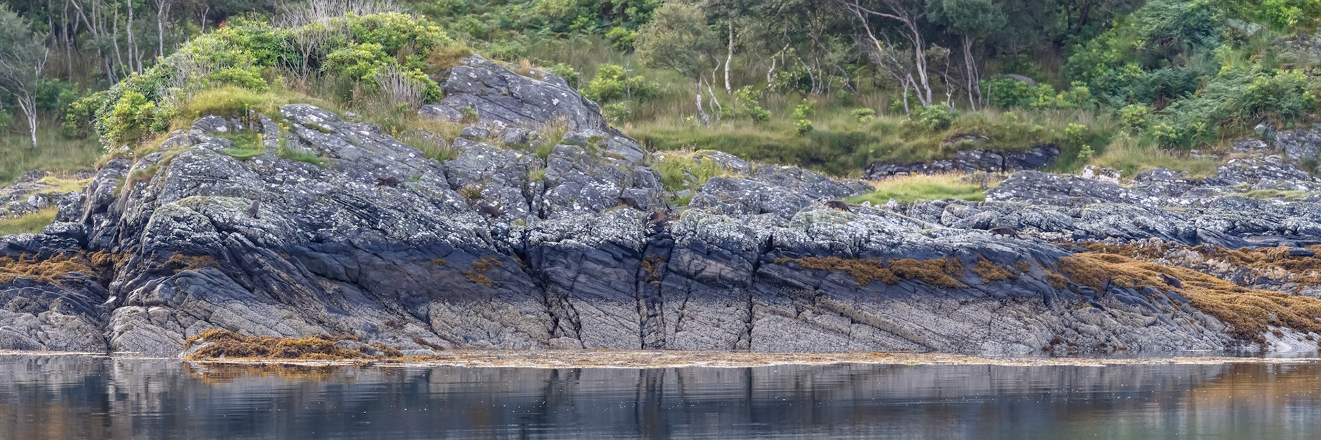 Eight Otter Panorama