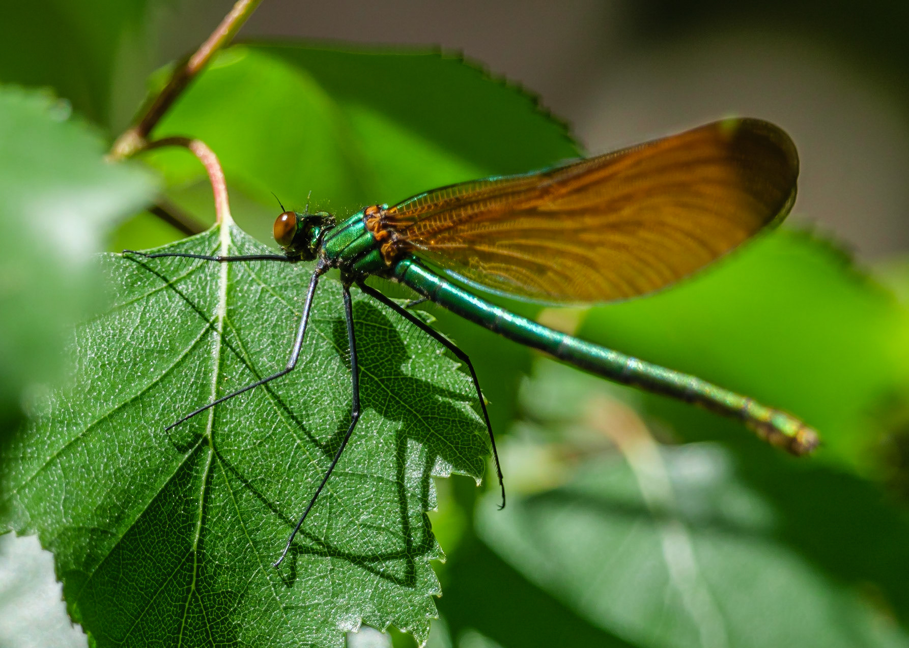 Beautiful Demoiselle