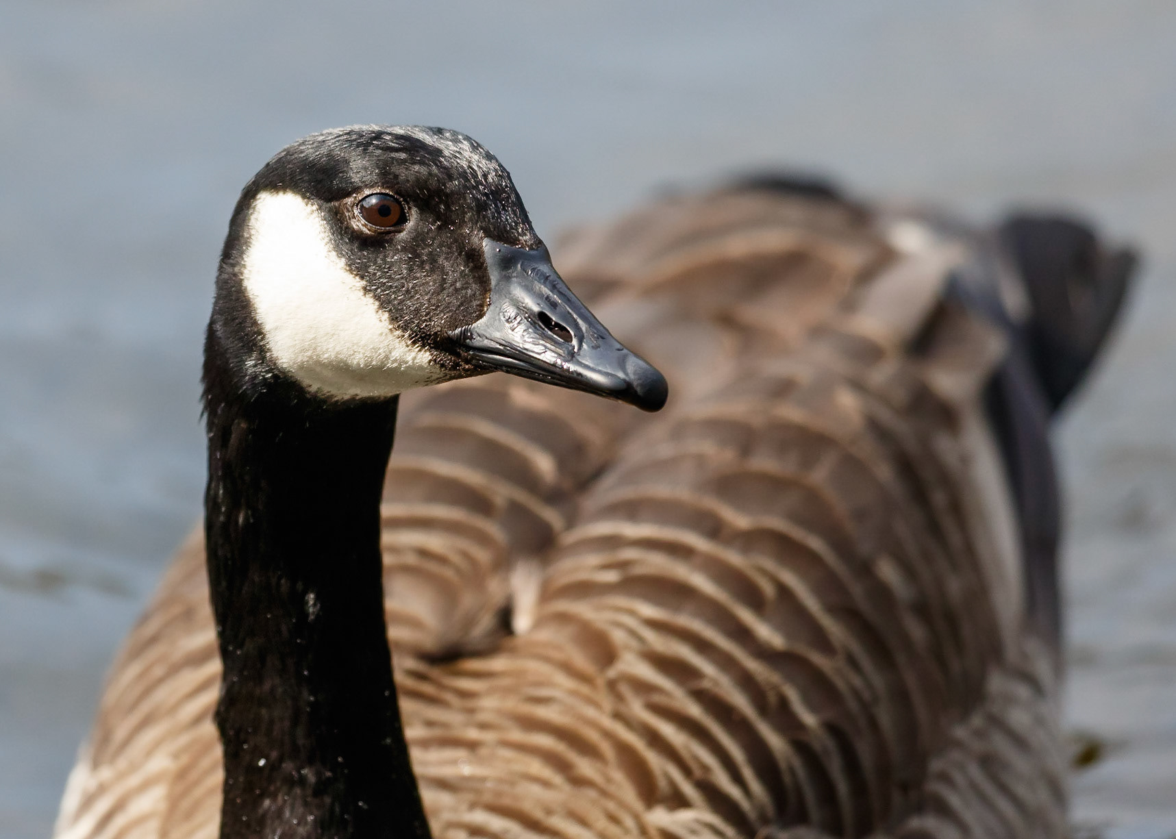 Canada Goose