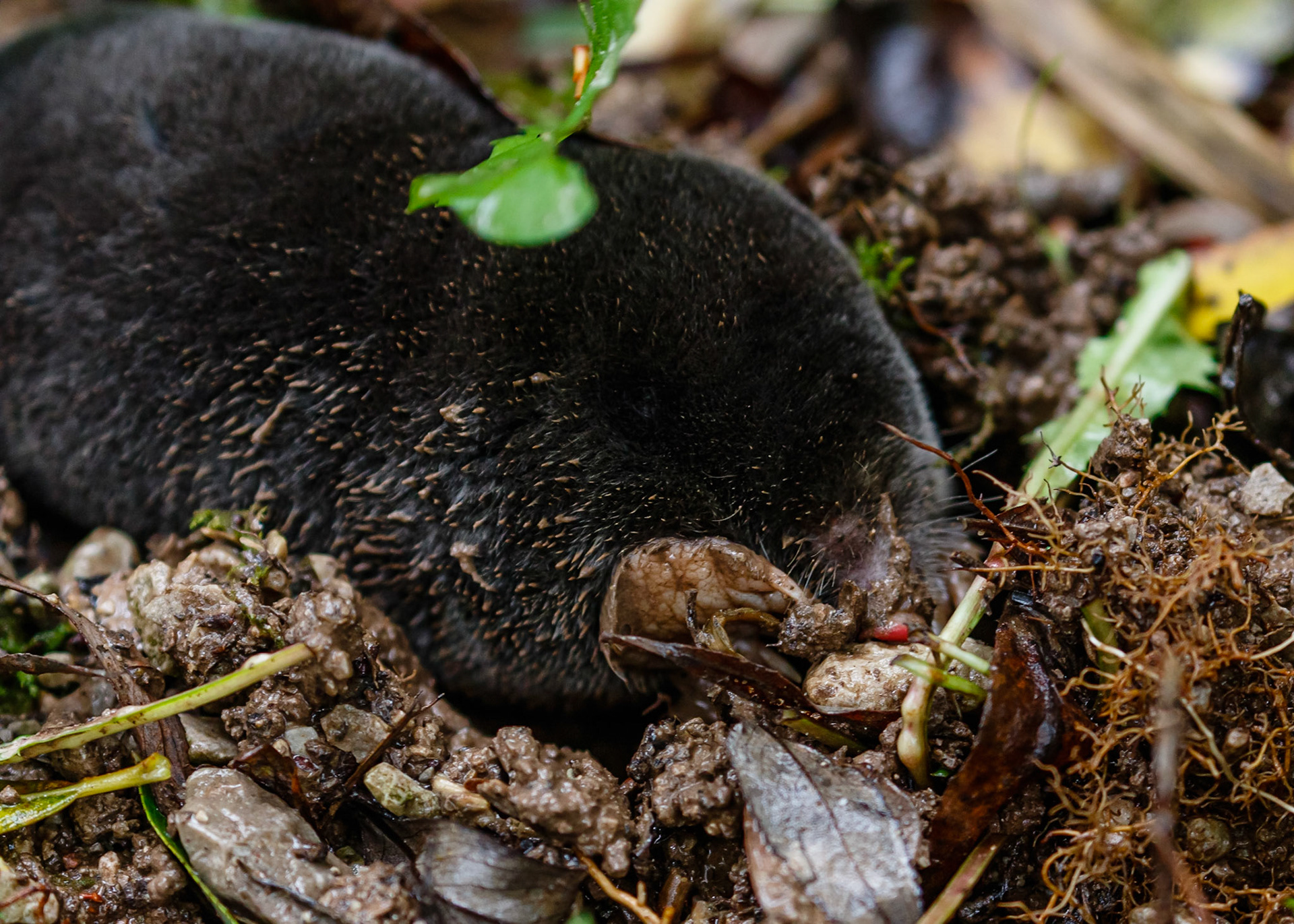 Mole