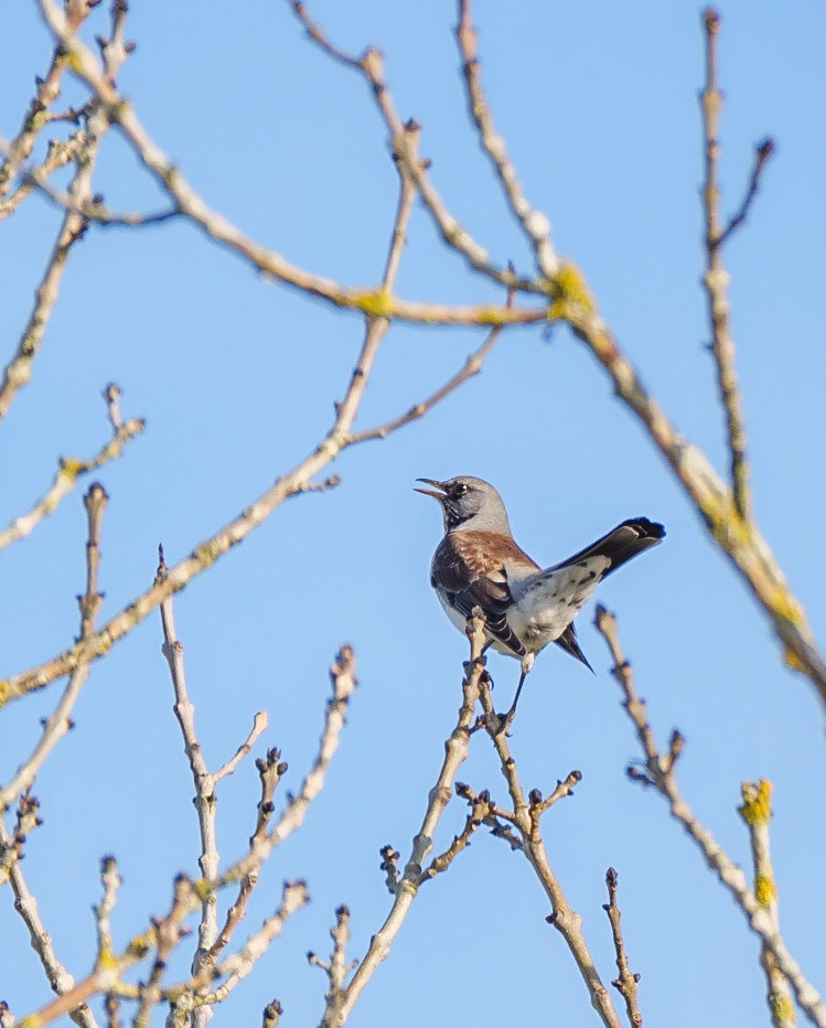 Fieldfare