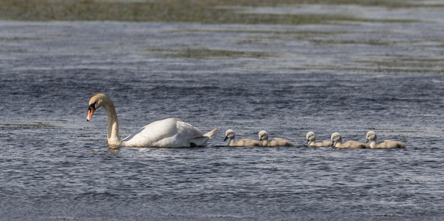 Mute Swans