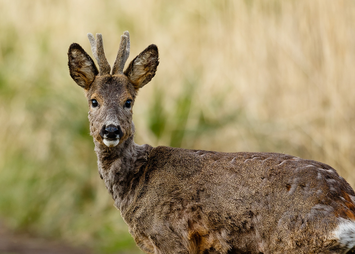 Andy Nayler Photography - Mammals - Herbivores