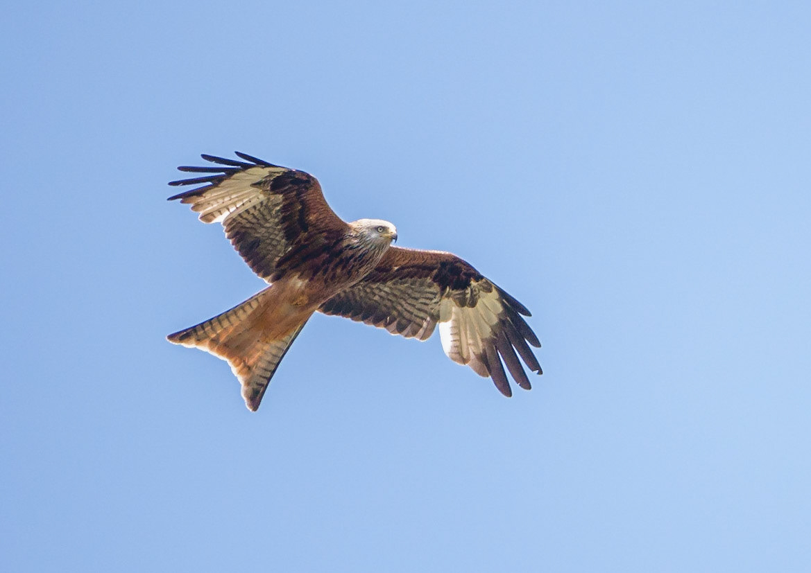 Red Kite