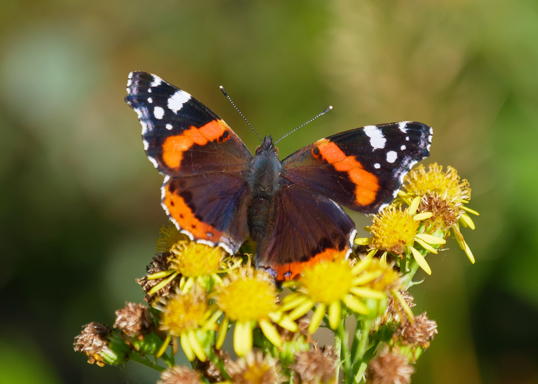 Red Admiral