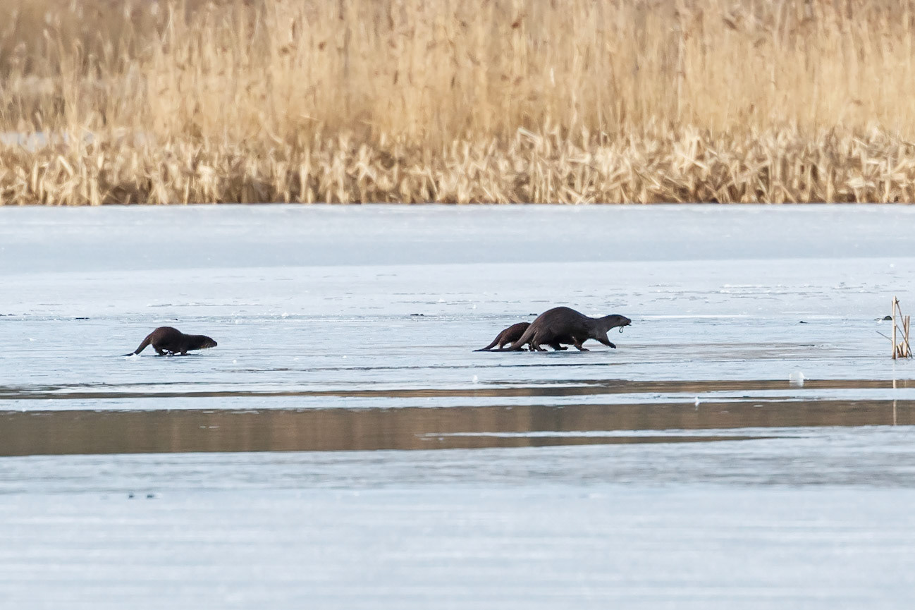 Otters