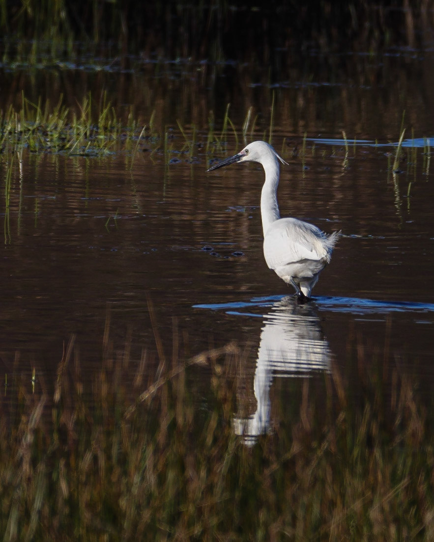 Little Egret