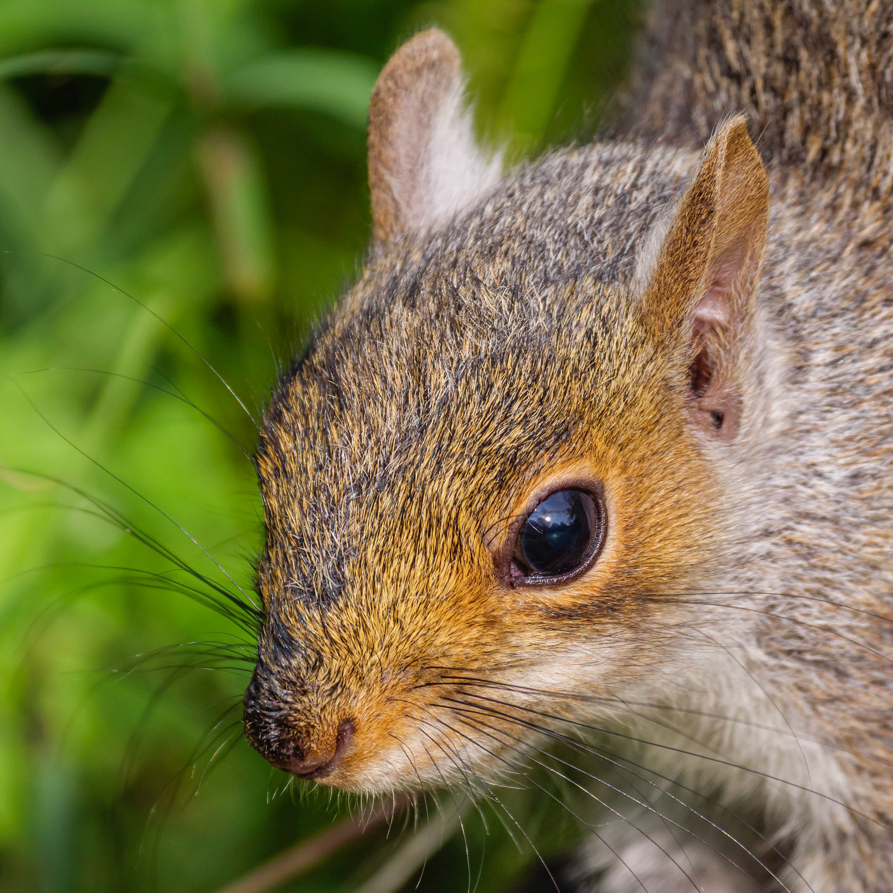 Andy Nayler Photography - Mammals - Herbivores