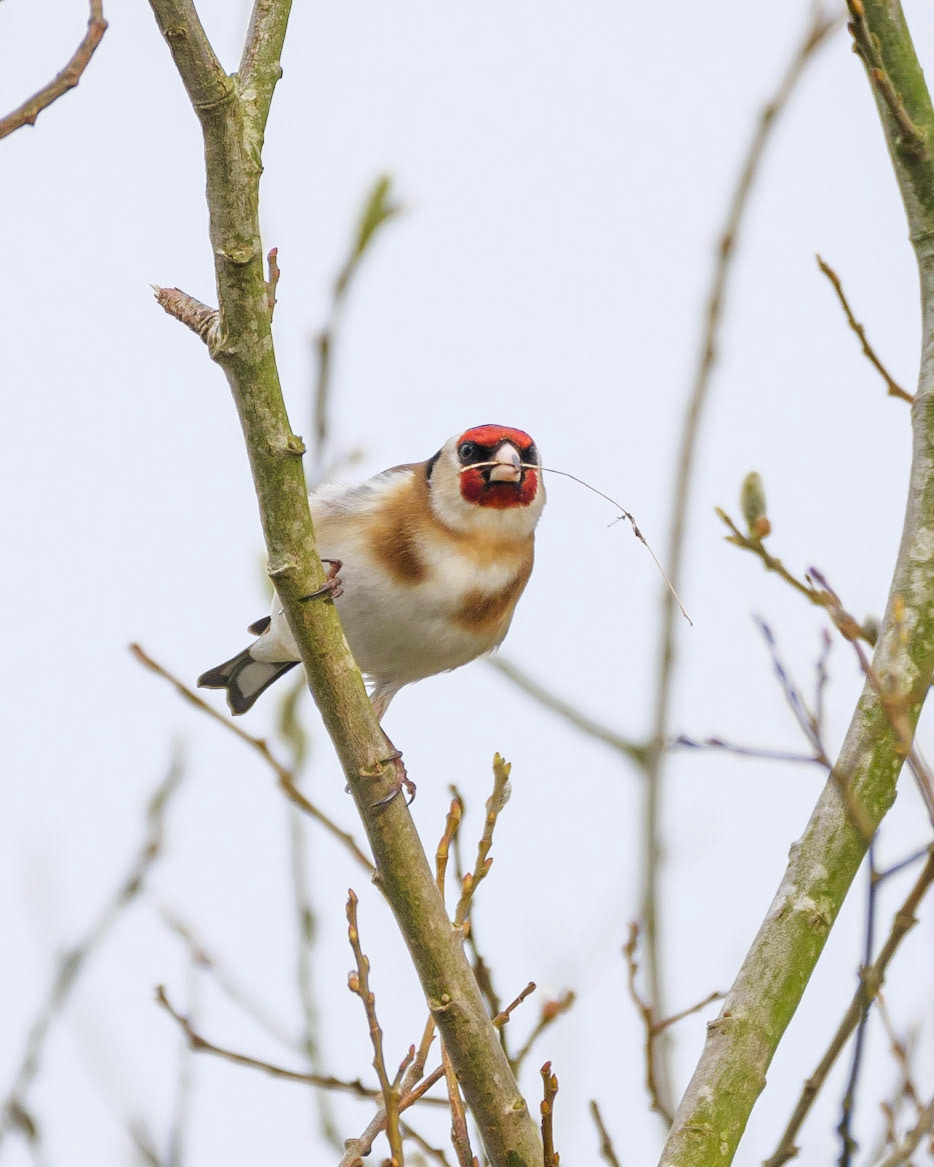 Goldfinch
