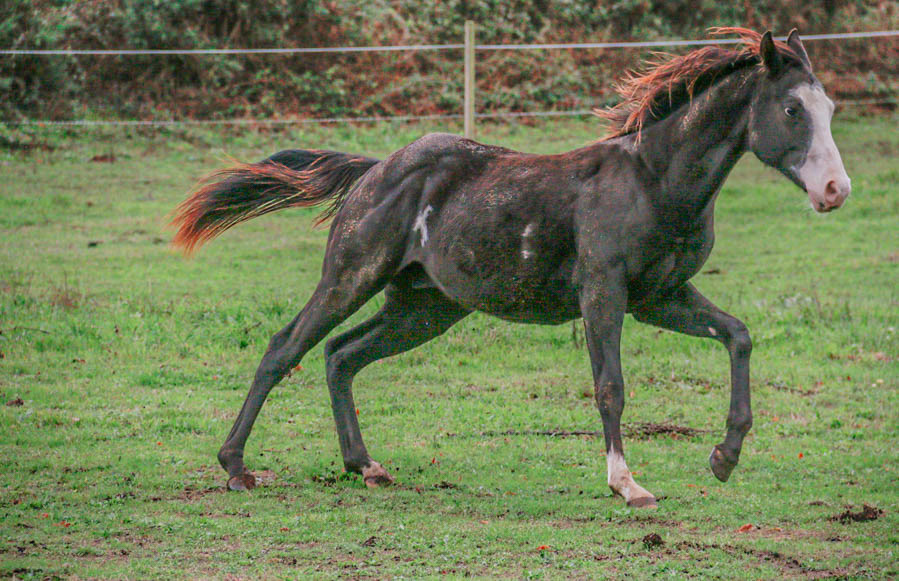 Dancer