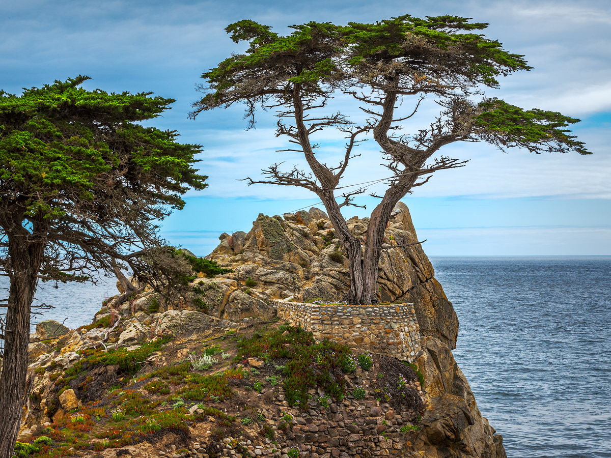 The Lone Cypress in Pebble Beach, CA