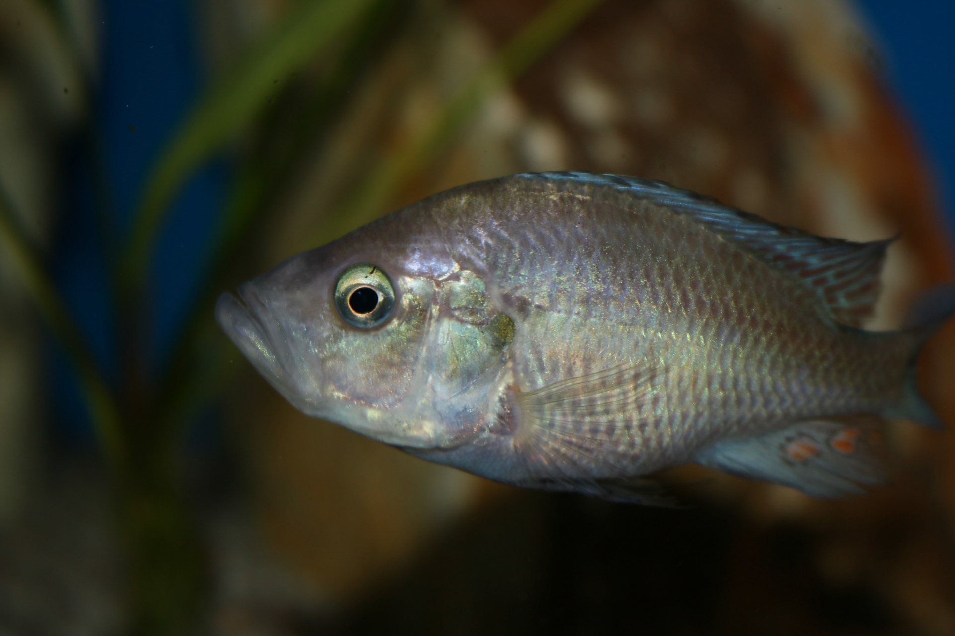 Pyxichromis orthostoma