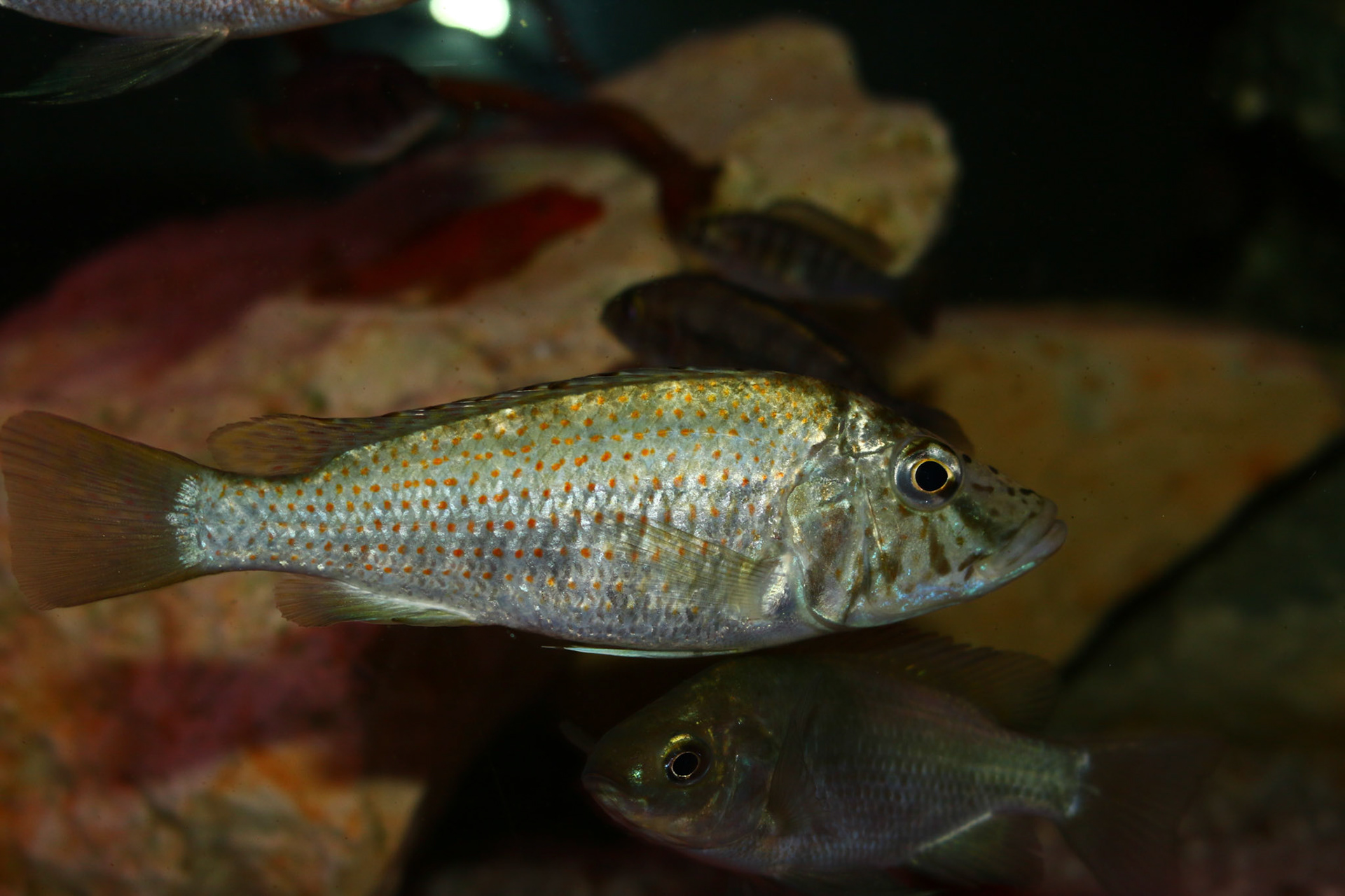 Ctenochromis horei