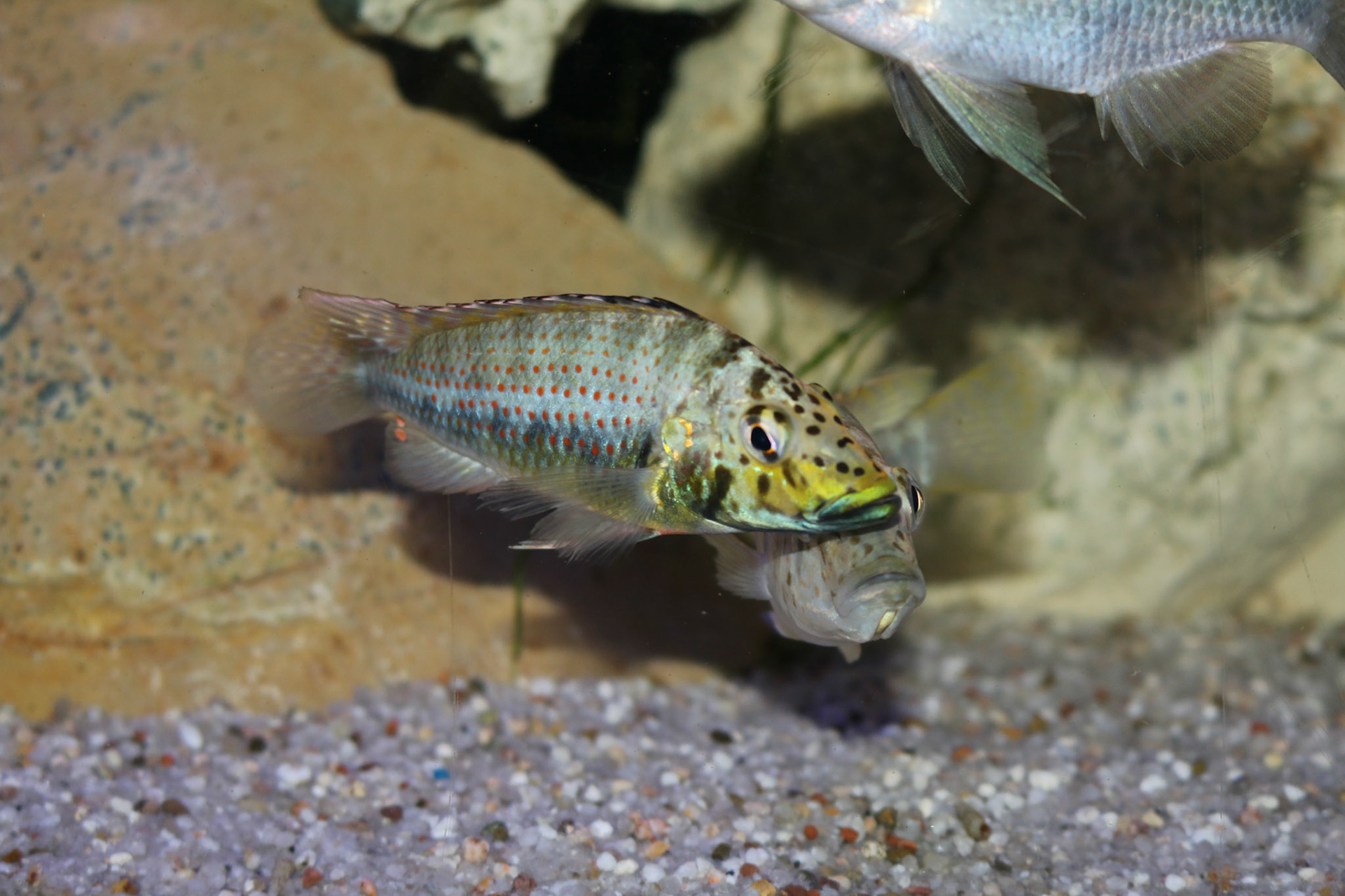 Ctenochromis horei