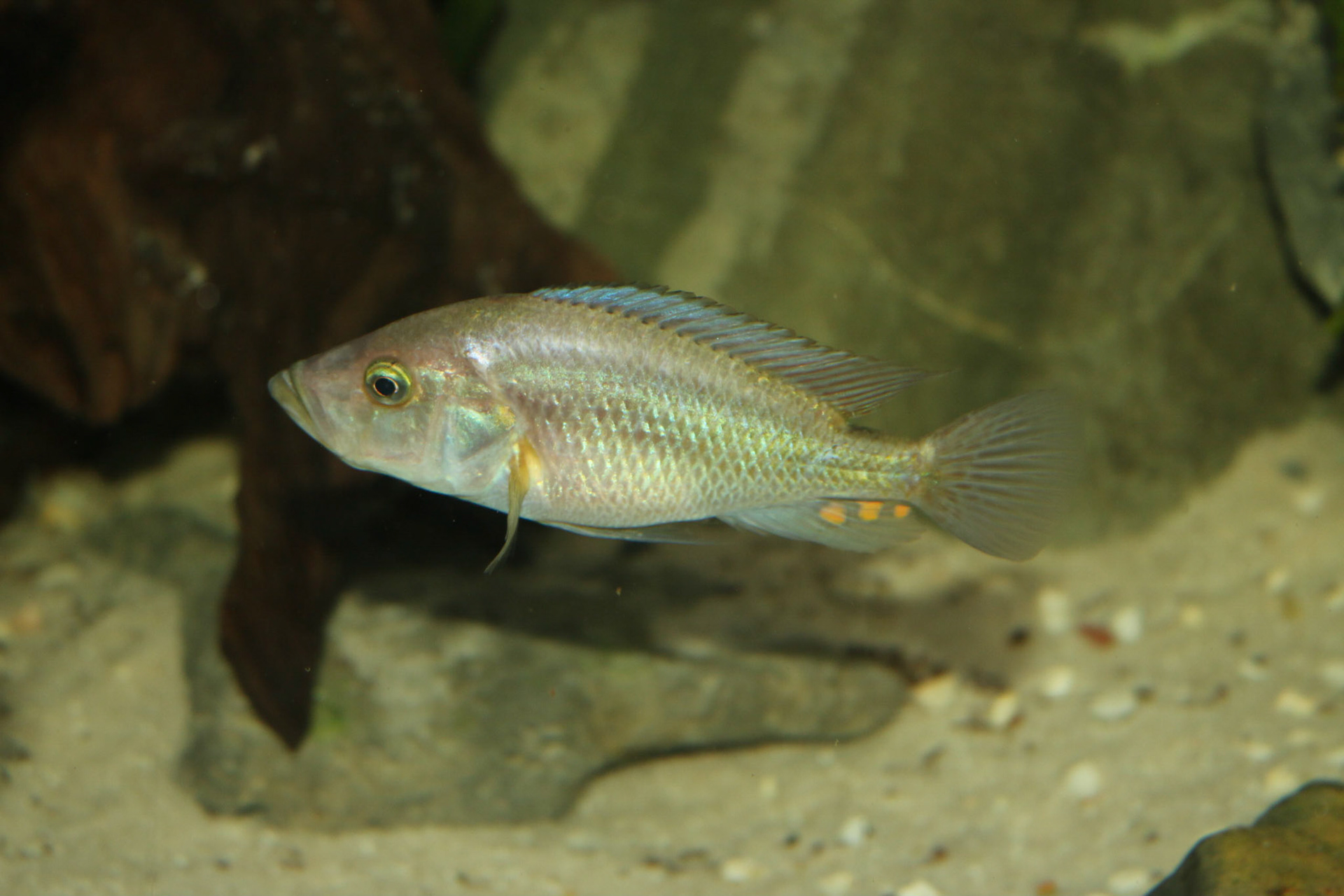 Pyxichromis orthostoma