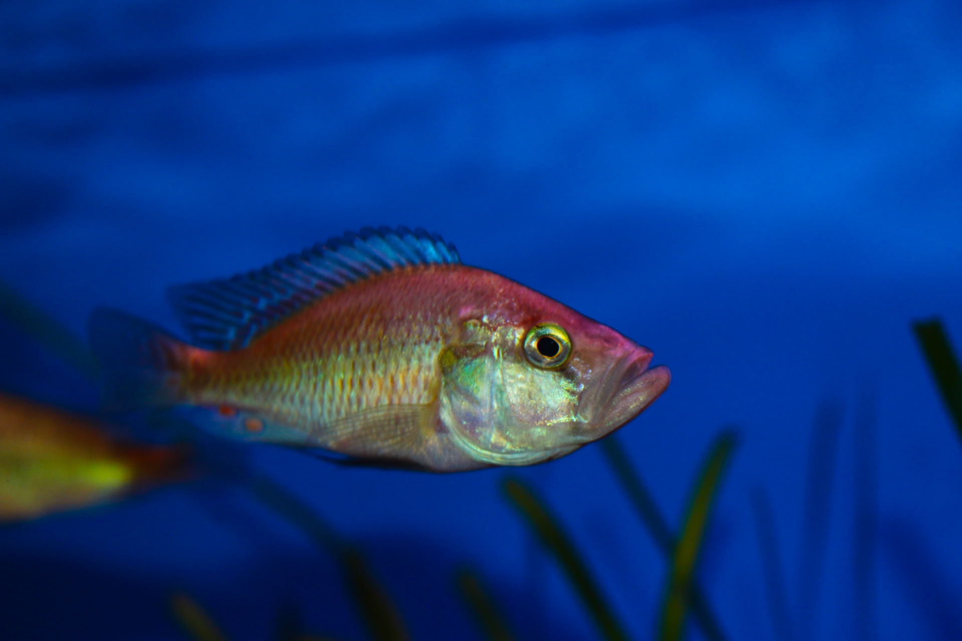 Pyxichromis orthostoma