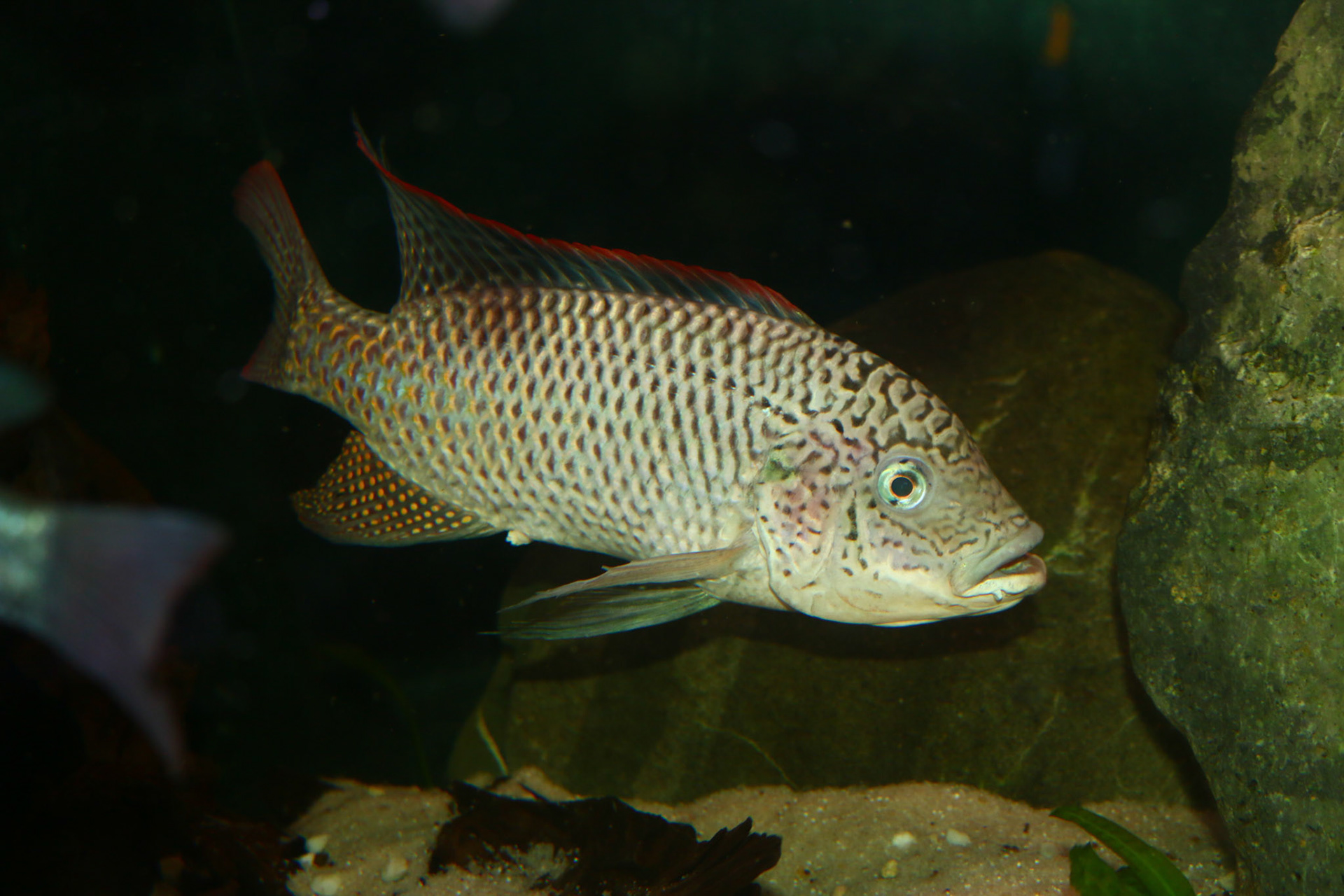 Oreochromis Schwebischi