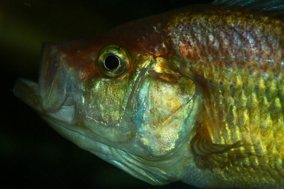 Pyxichromis orthostoma