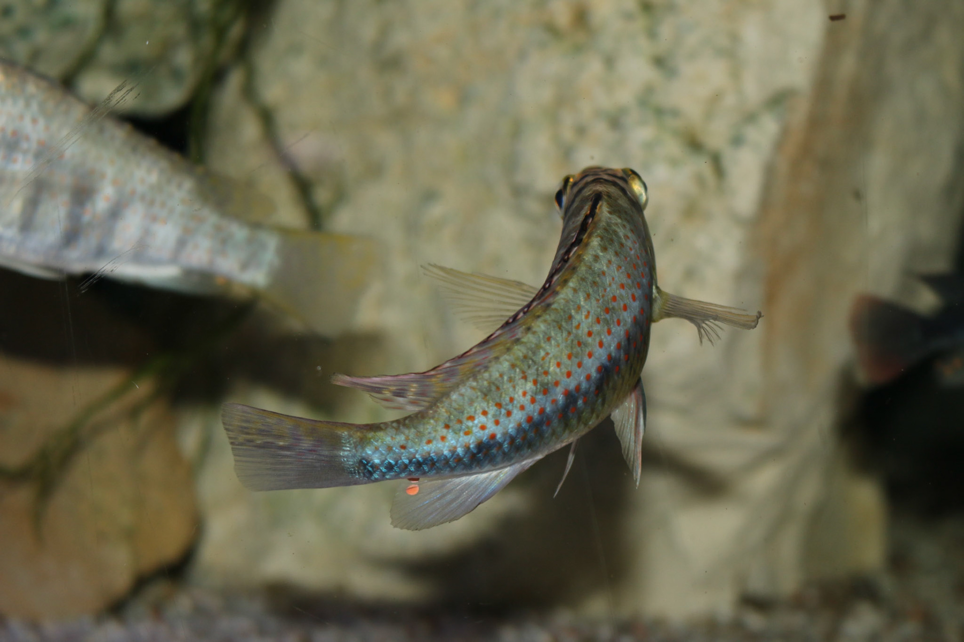 Ctenochromis horei