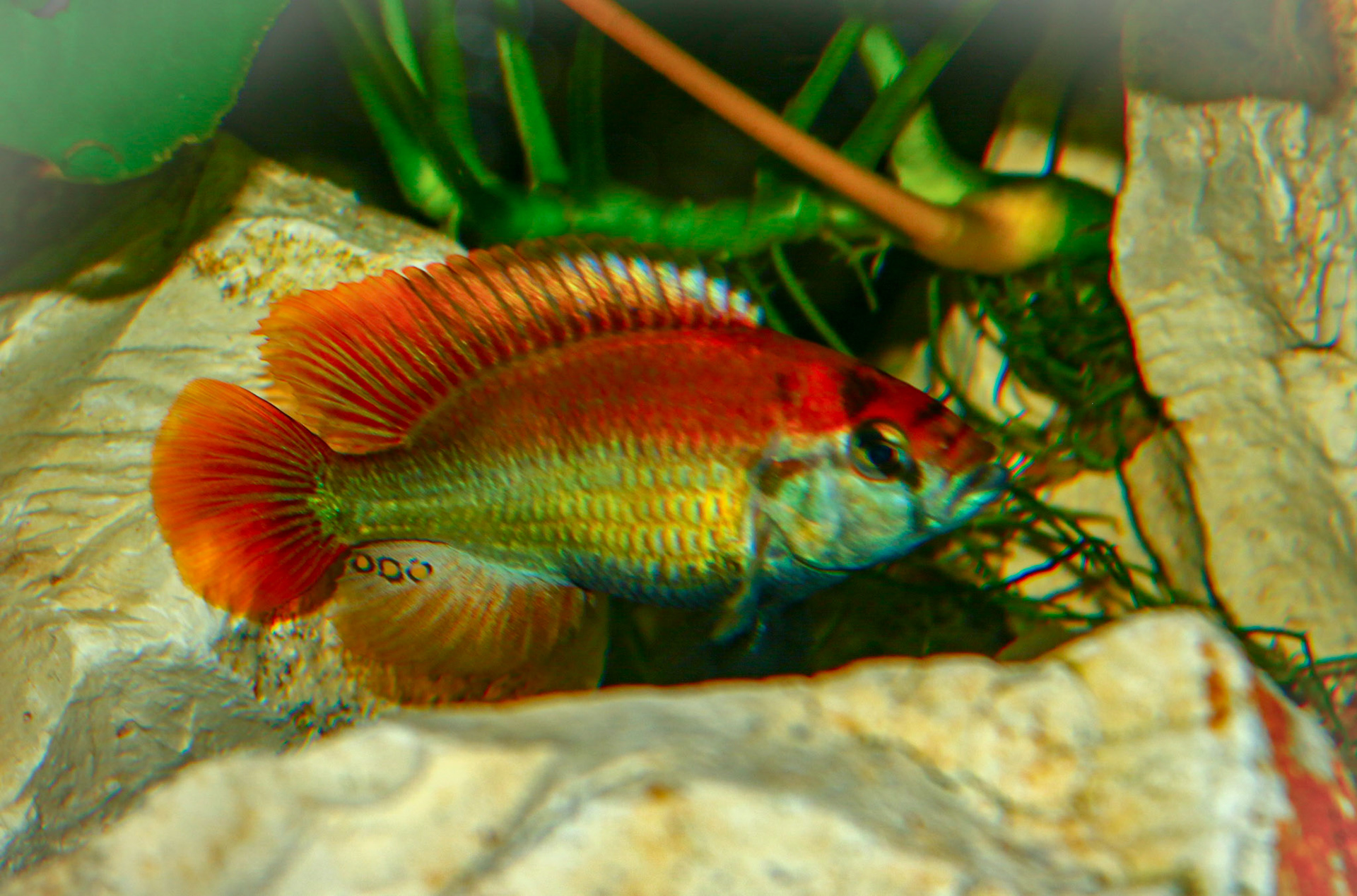 Tonisafricancichlids Haplochromis Nuchisquamulatus