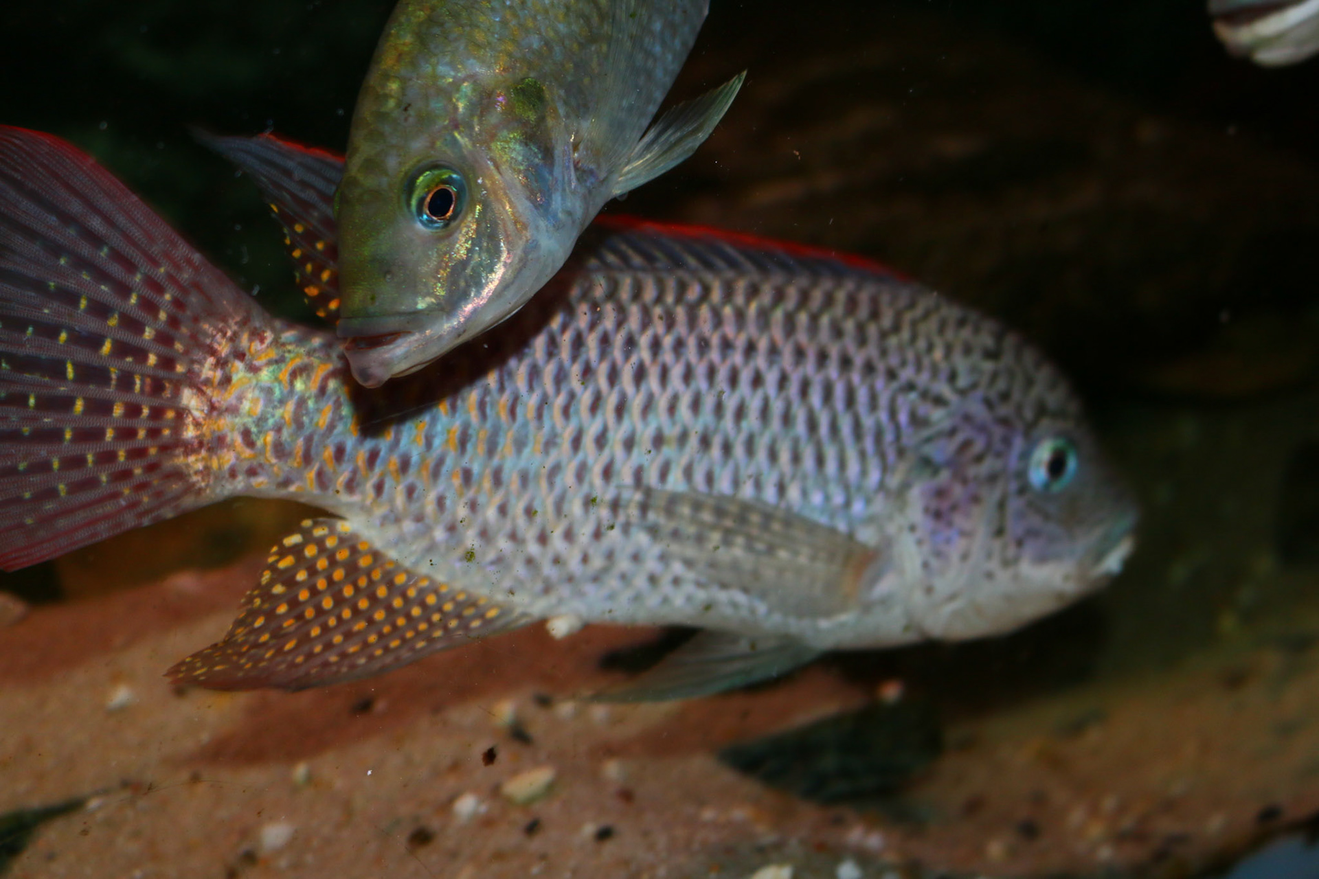 Oreochromis Schwebischi
