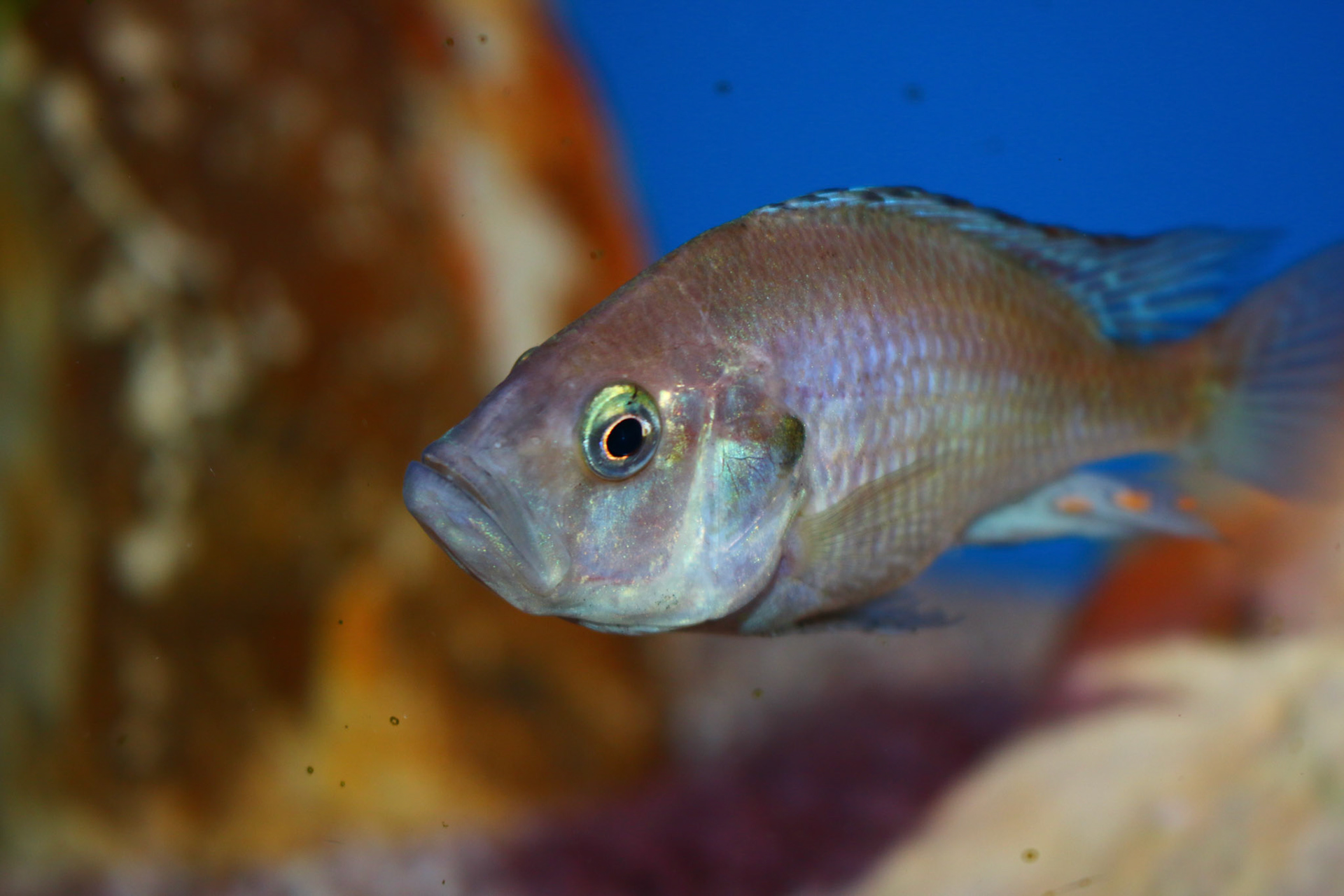 Pyxichromis orthostoma