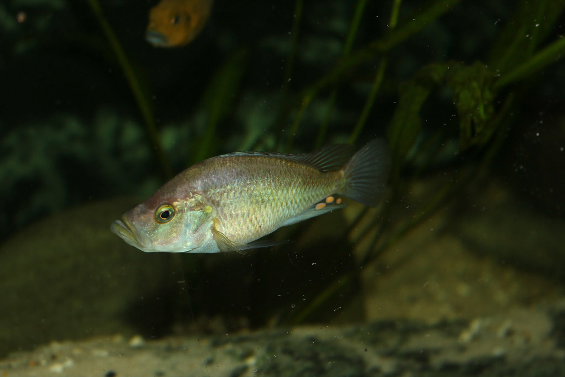 Pyxichromis orthostoma